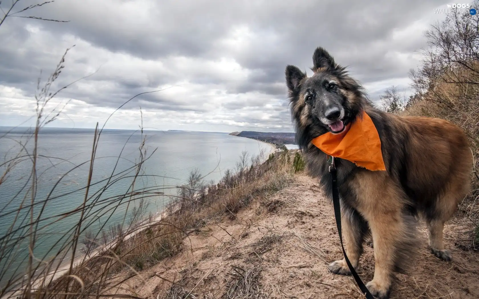 Belgian Shepherd Tervuren, lake, dog, scarf