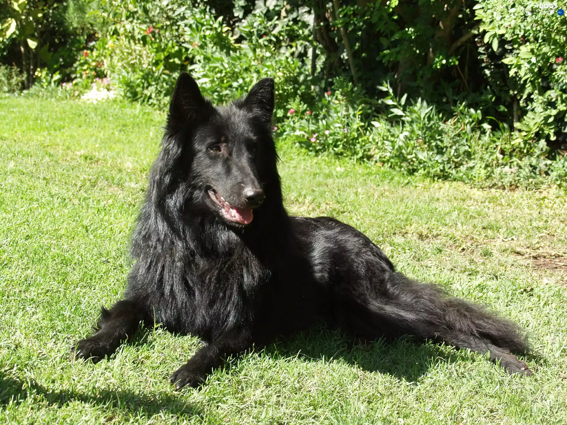 grass, sheep-dog, belgian