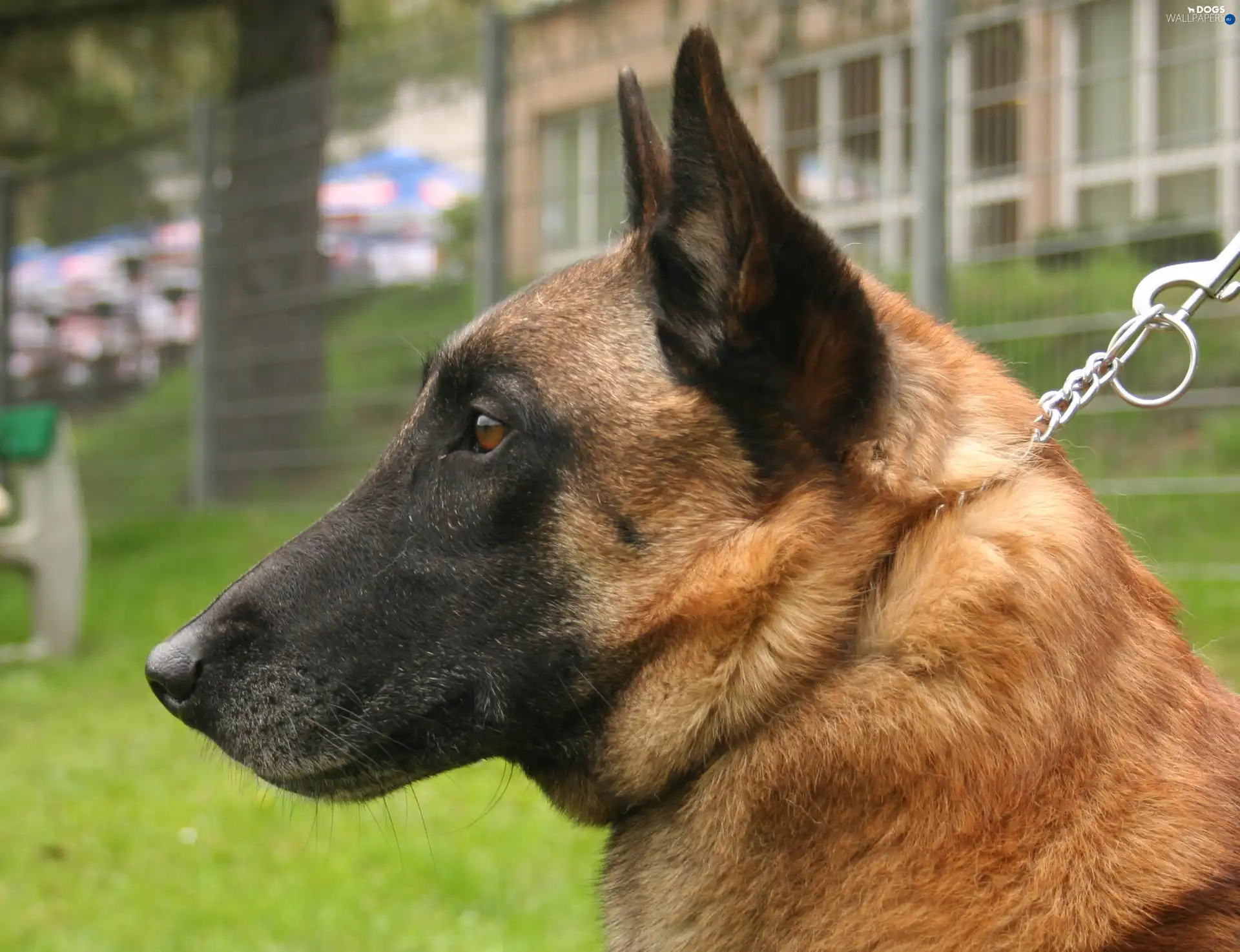 Belgian Shepherd Malinois, Head