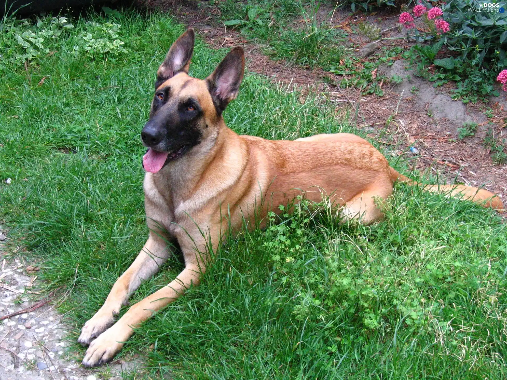 Belgian Shepherd Malinois, lying