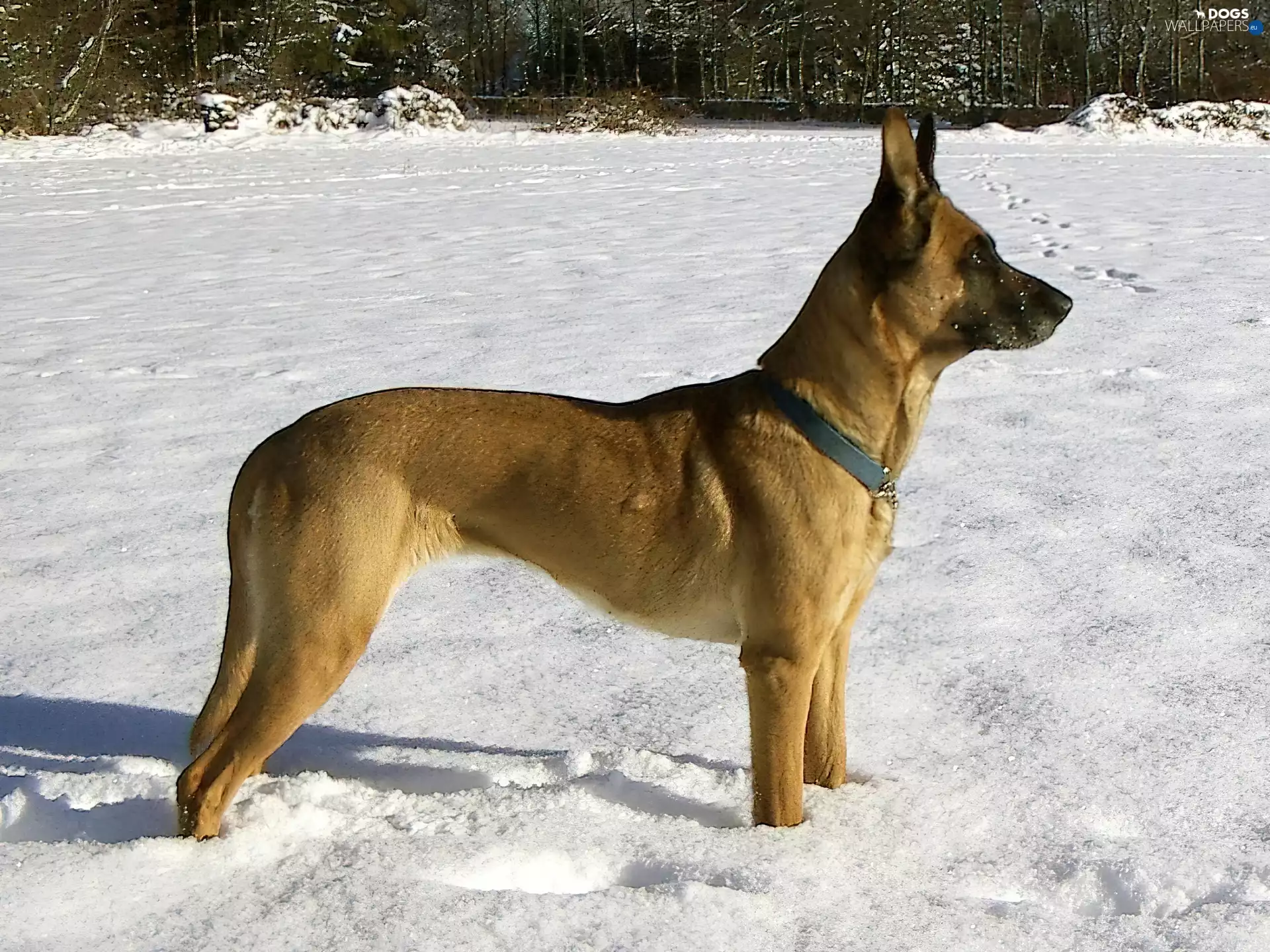 Belgian Shepherd Malinois