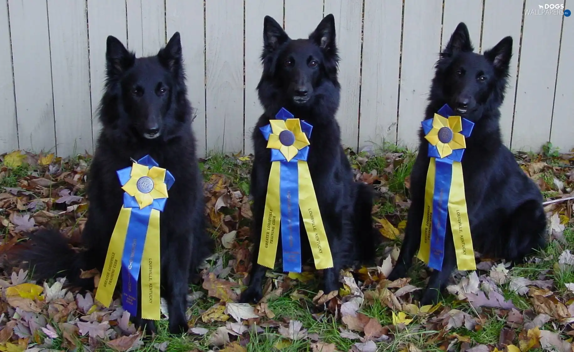 Belgian Shepherd Groenendael, medals, Three