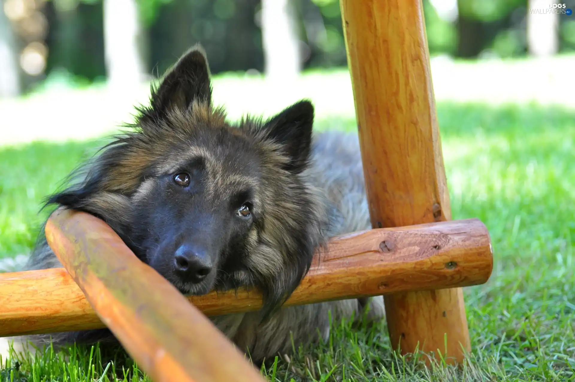 belgian, grass, sheep-dog