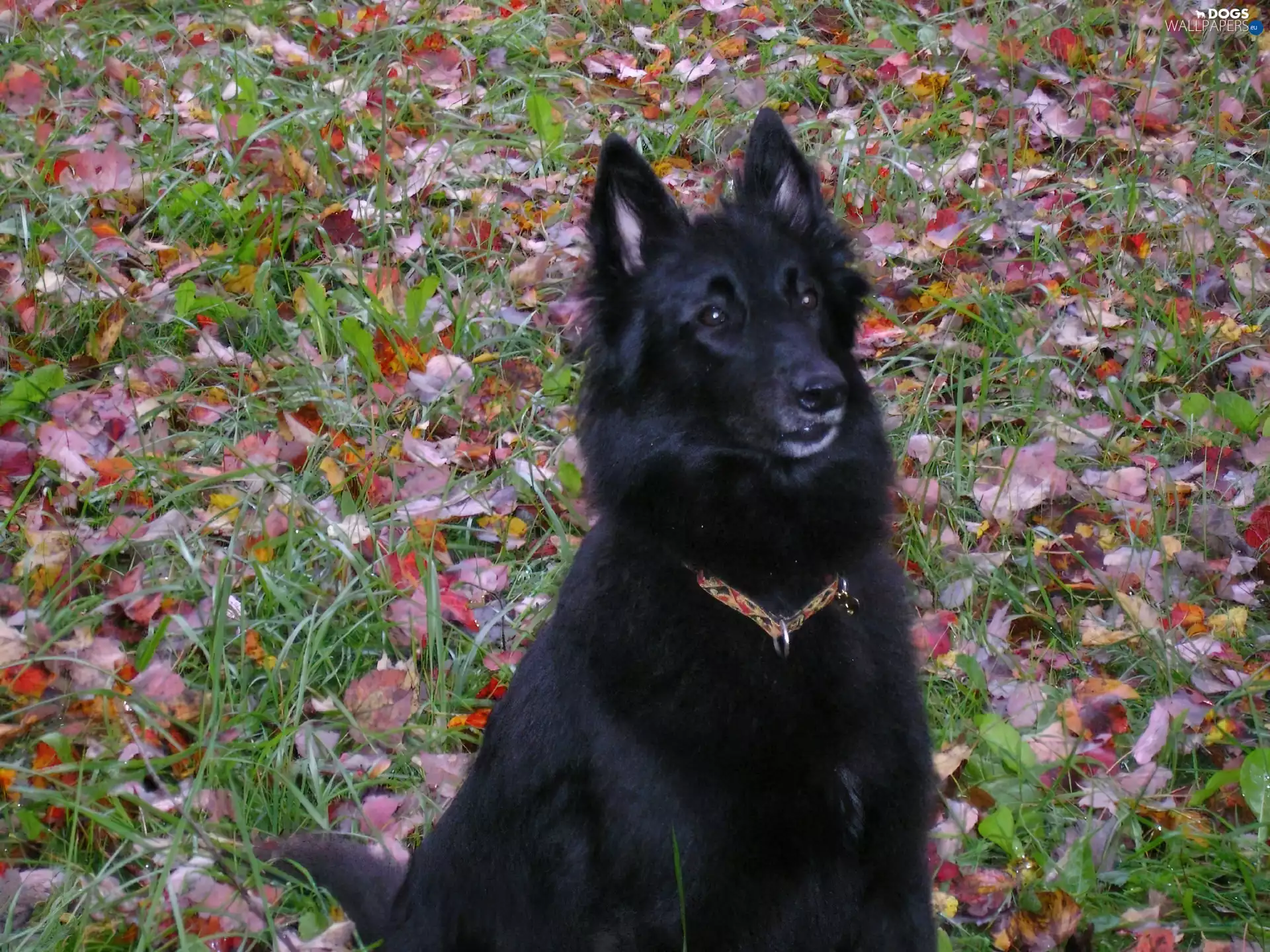 Leaf, Belgian Shepherd Groenendael, color