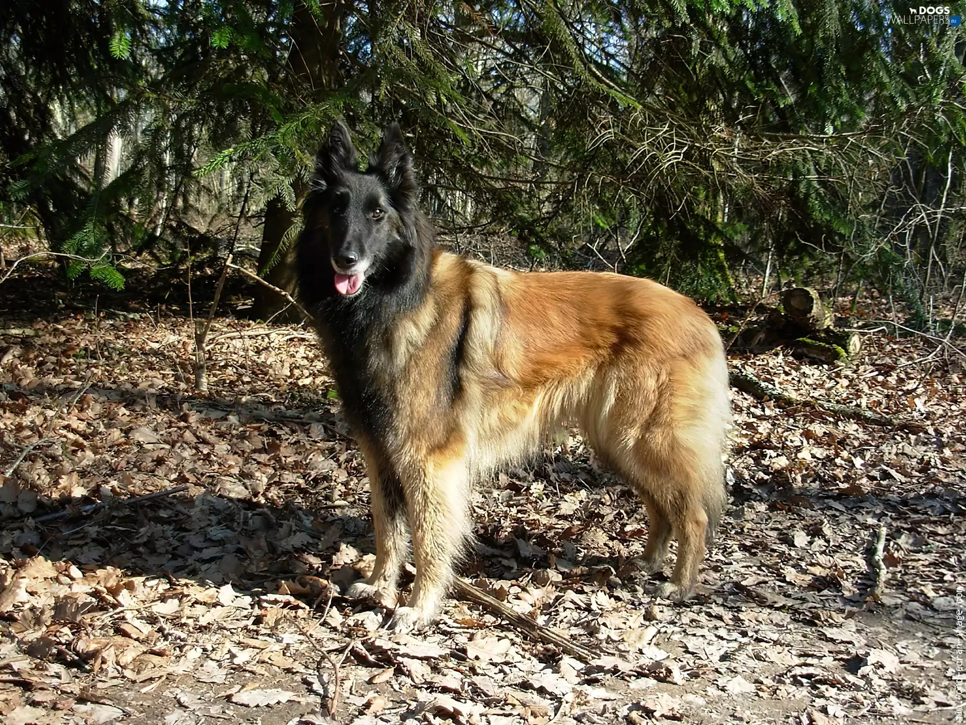 Leaf, Belgian Shepherd Tervuren, dry