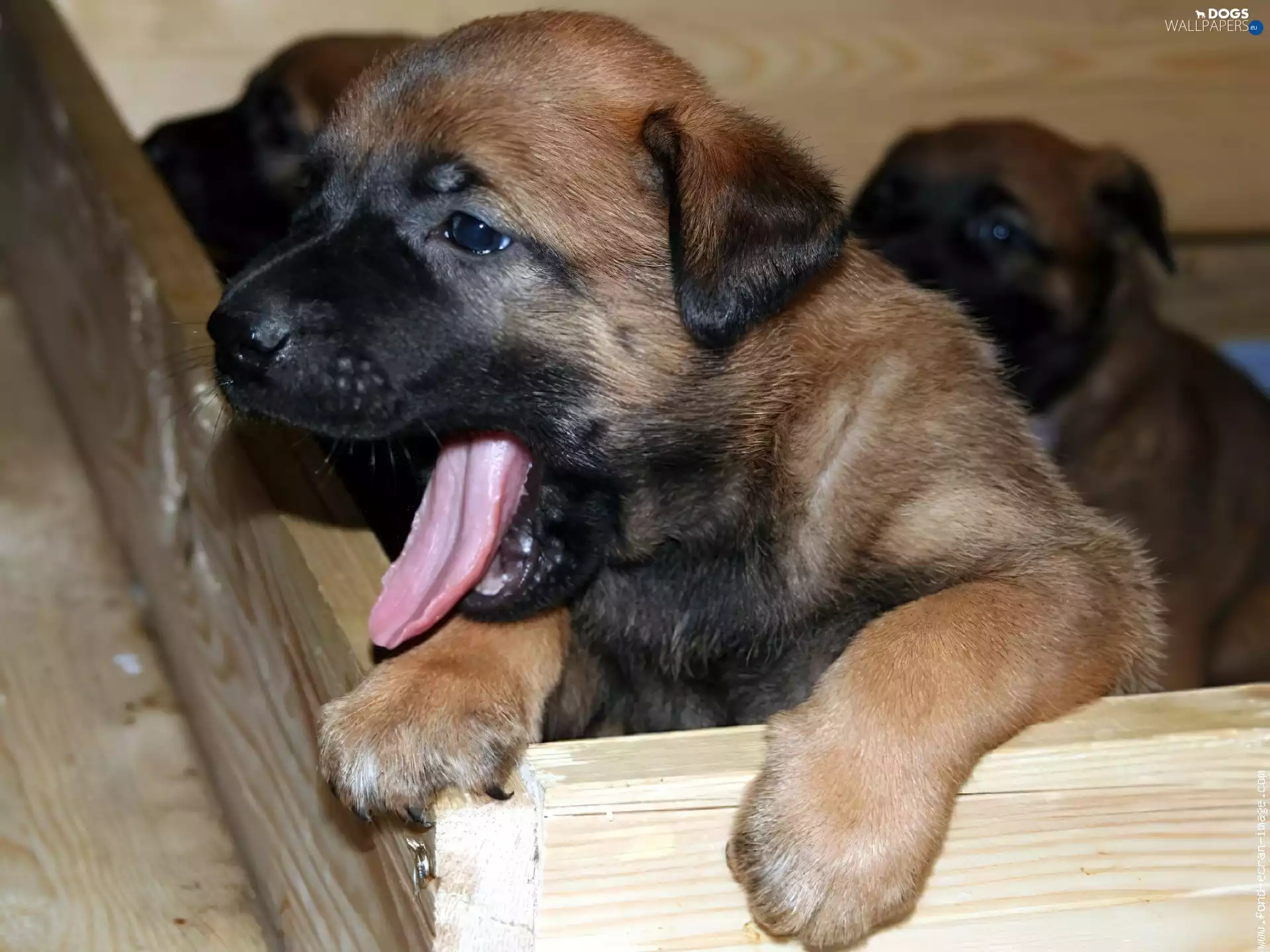 muzzle, Belgian Shepherd Malinois, Sweet