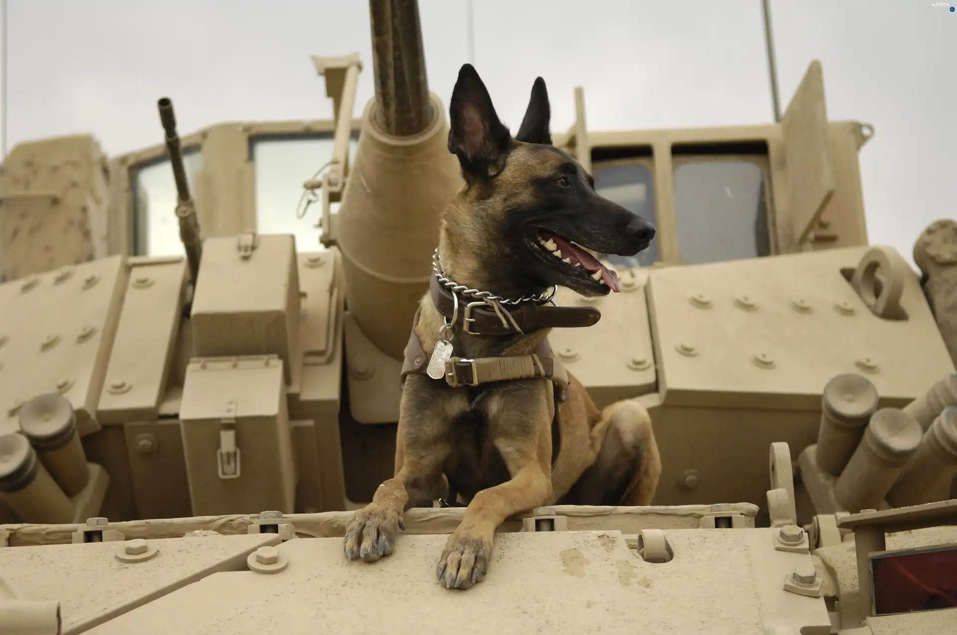 Belgian Shepherd, tank, doggy