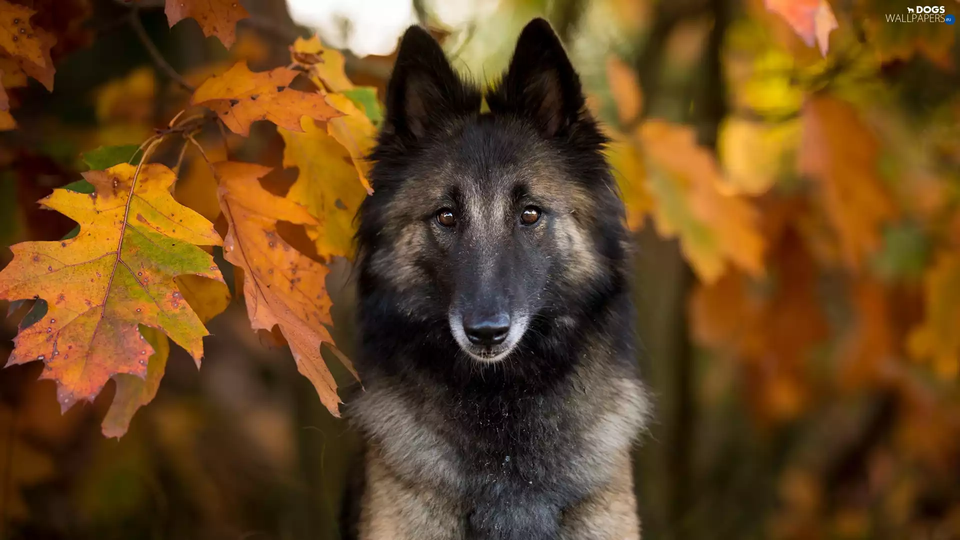 dog, muzzle, Leaf, Belgian Shepherd Tervuren
