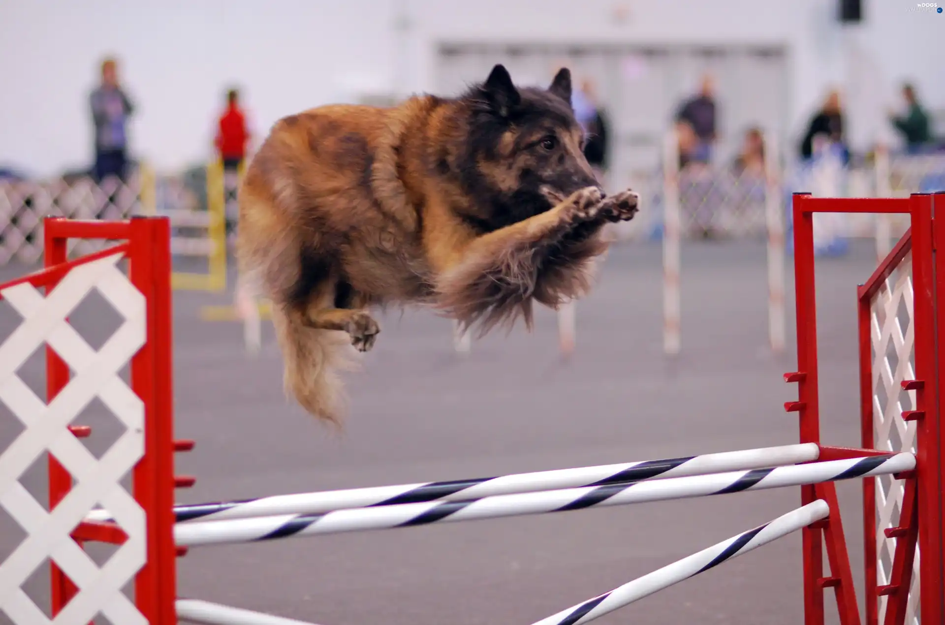 Belgian Shepherd Tervuren, skipping