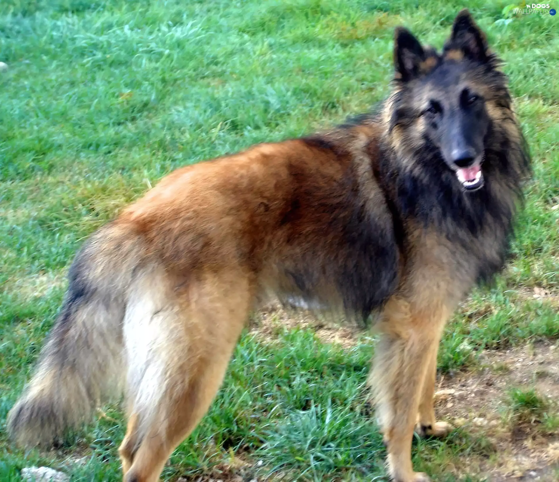 Belgian Shepherd Tervuren