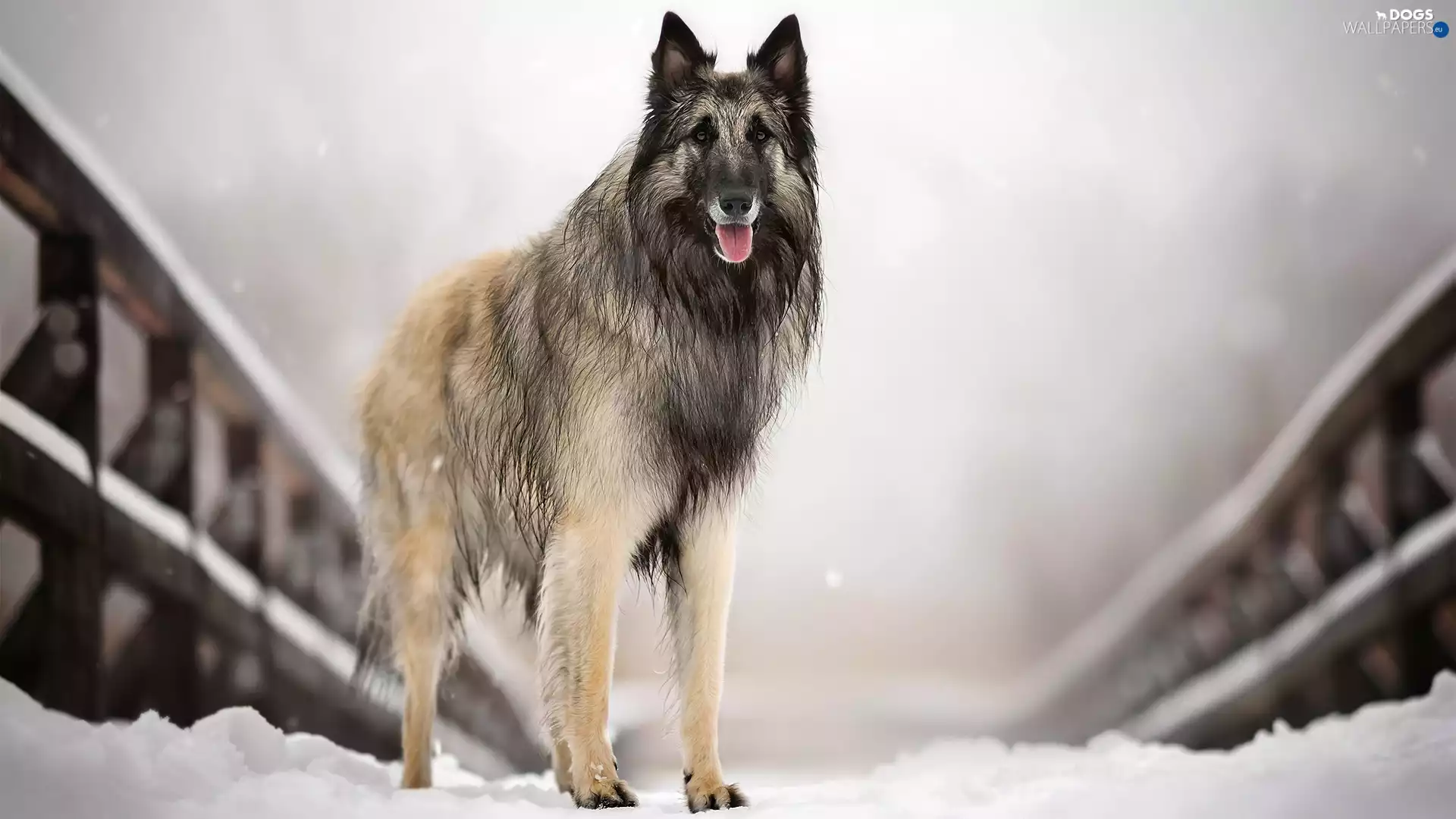 dog, bridges, snow, Belgian Shepherd Tervuren