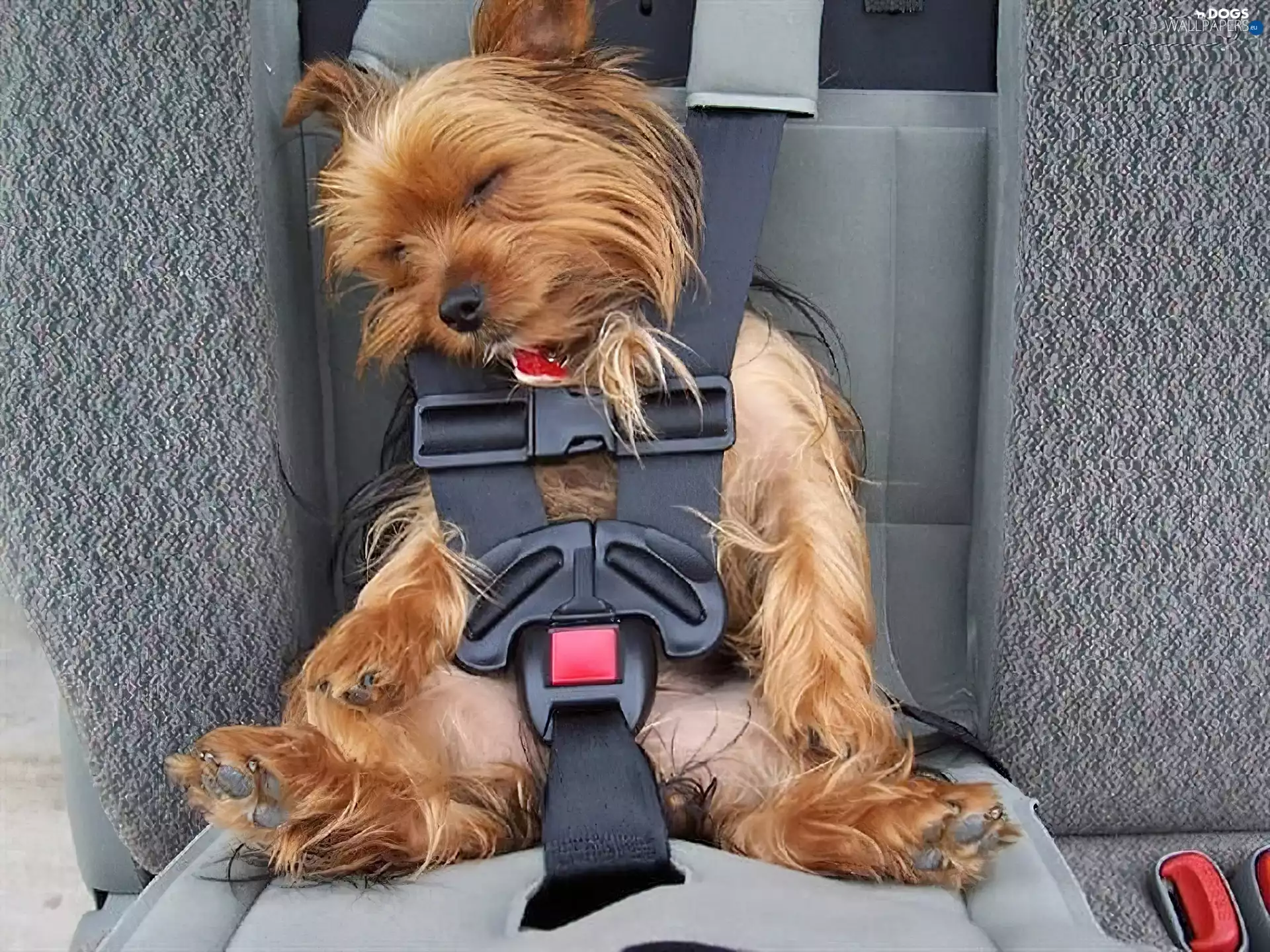 Automobile, Yorkshire Terrier, Belts