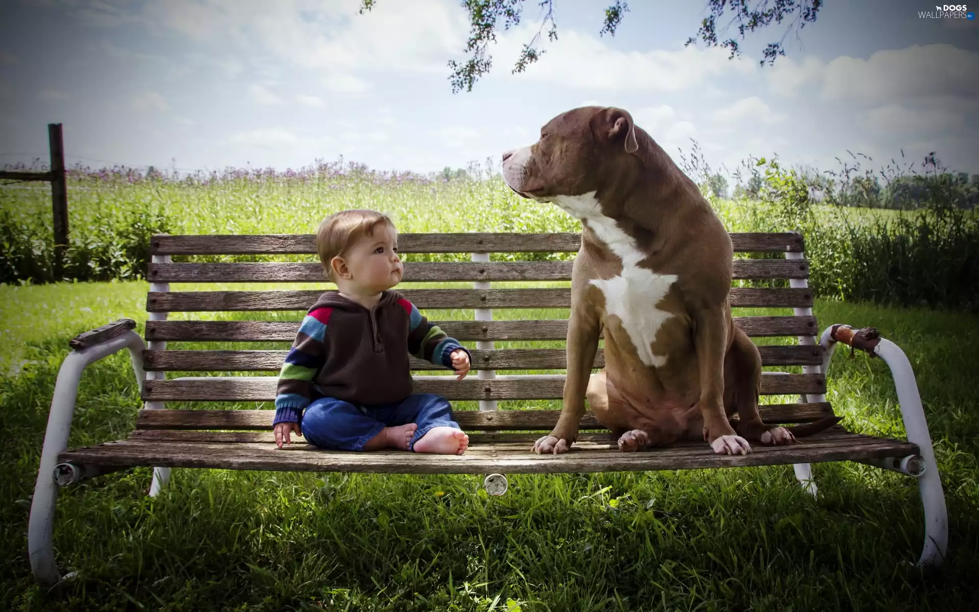 Bench, Kid, dog