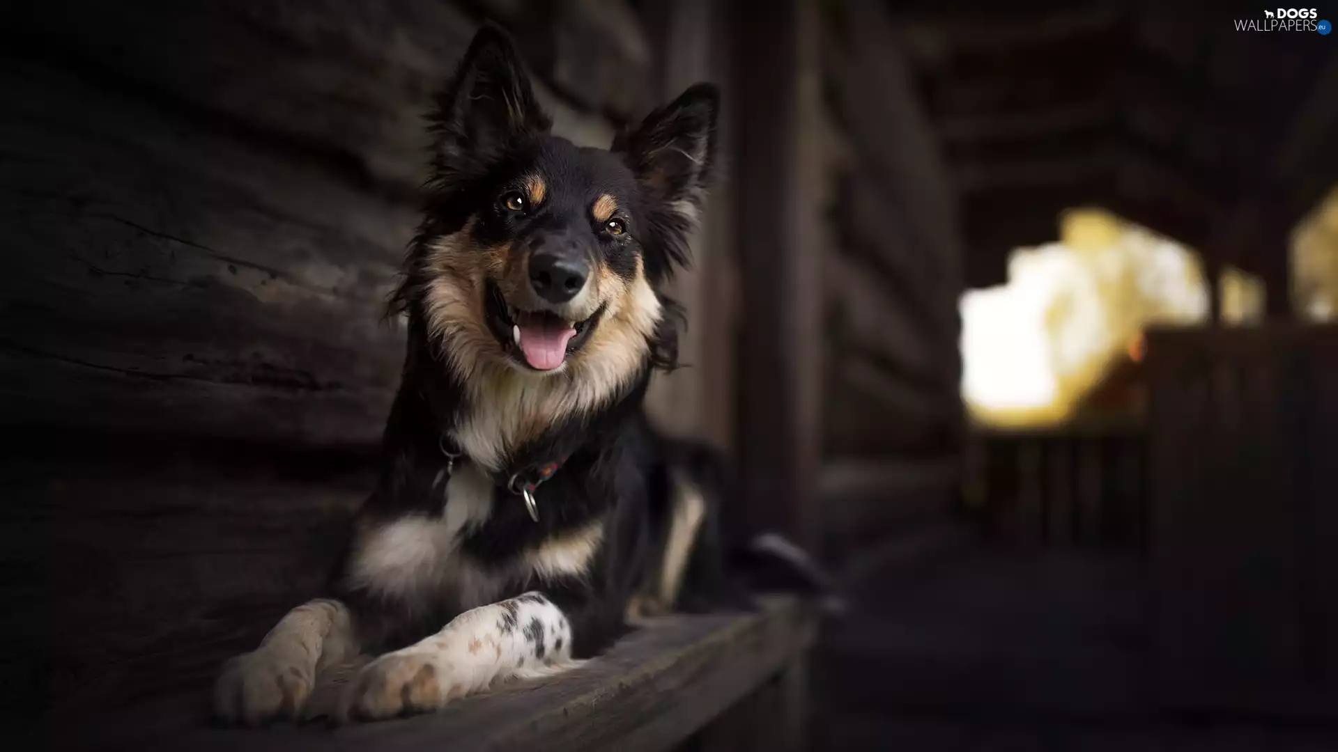 dog, Bench, house, Border Collie