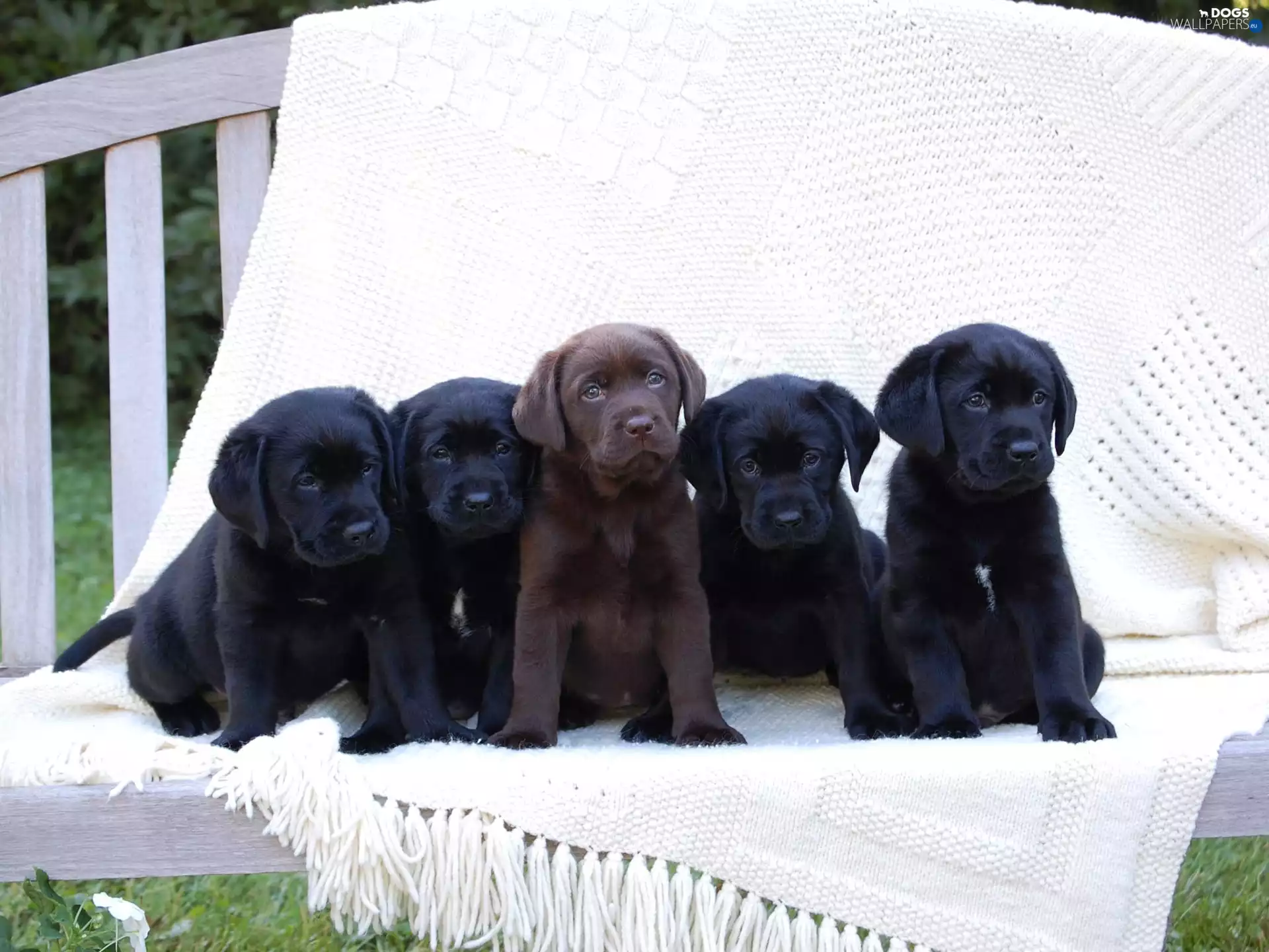 Bench, puppies, Labrador