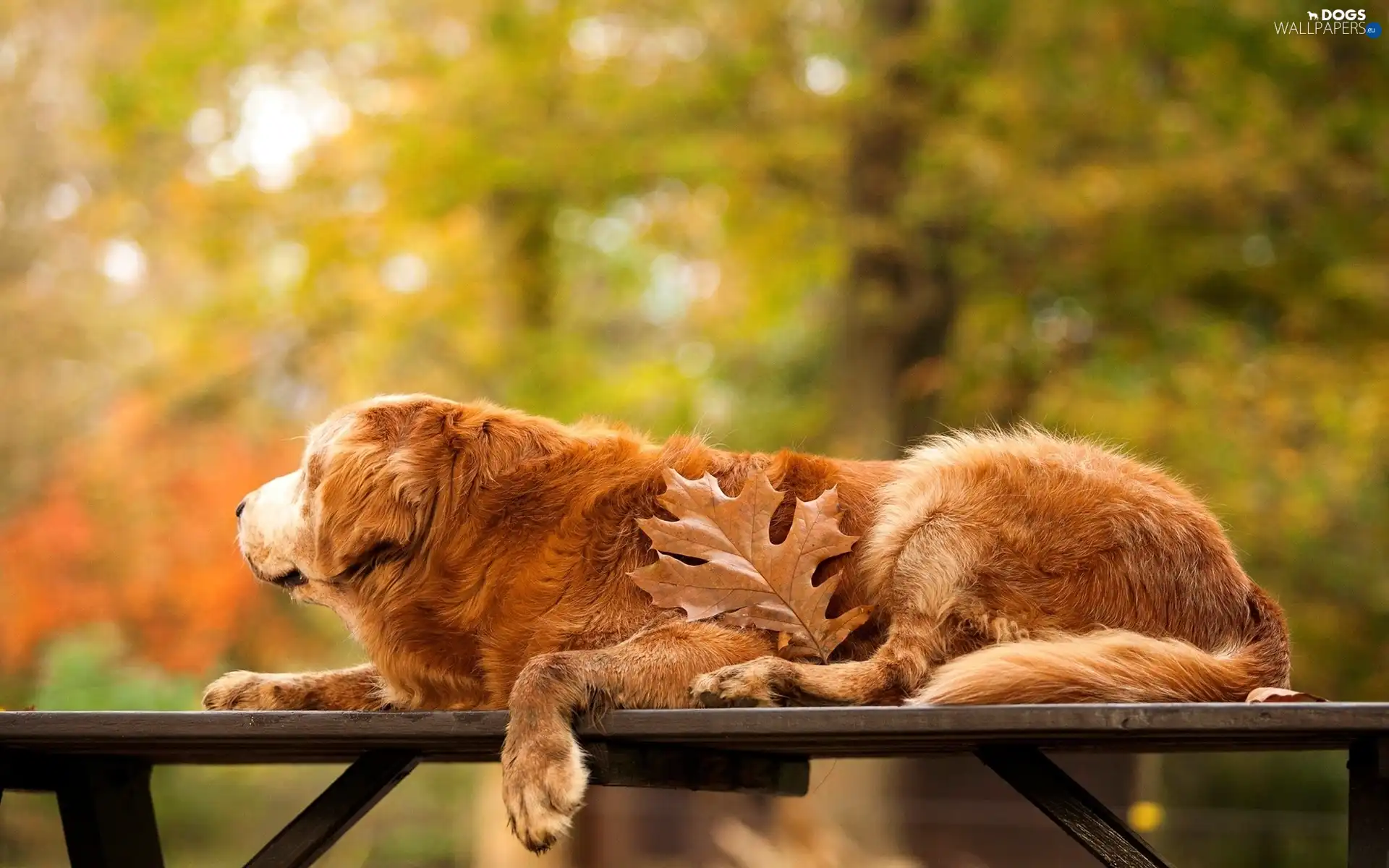 Bench, Park, golden, leaf, retriever