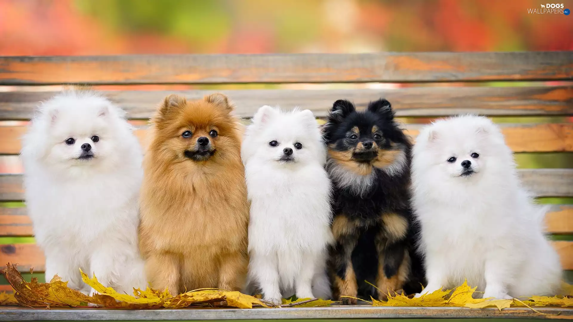 Miniature Spitz, Dogs, Bench