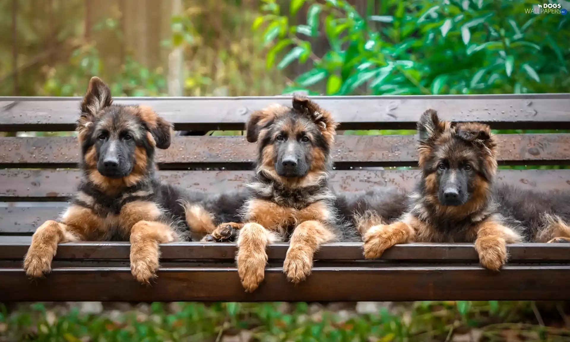 Bench, Three, puppies