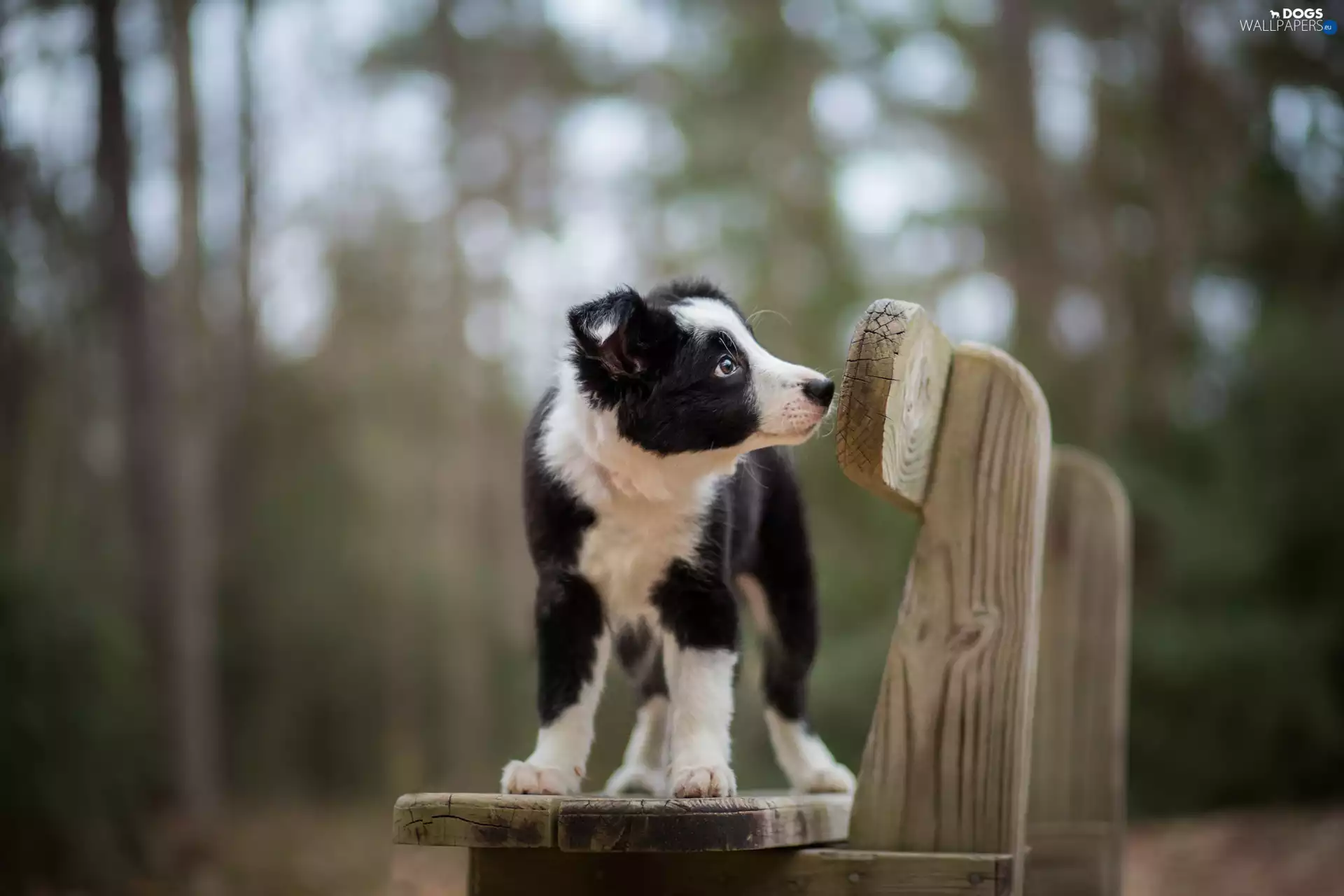 Bench, dog, Puppy