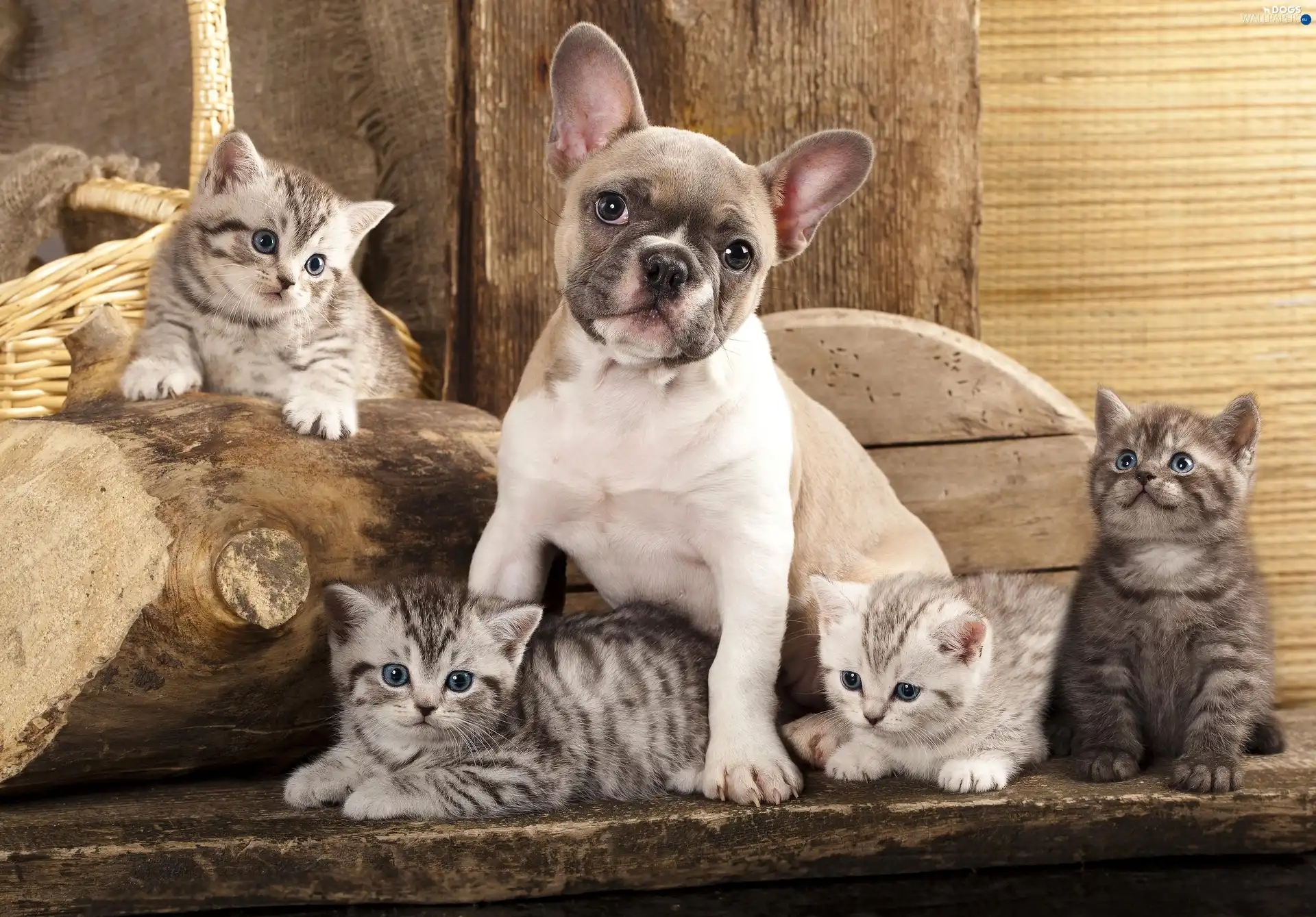 puss, Bench, Puppy