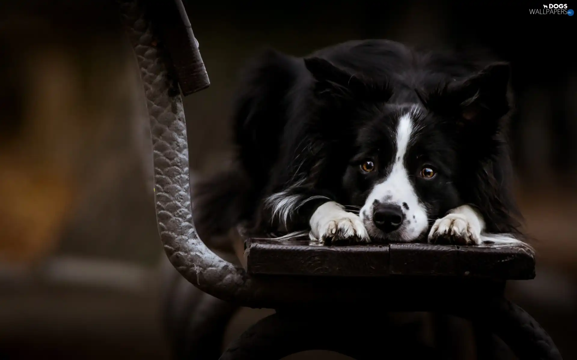 Bench, Collie, sad, Border