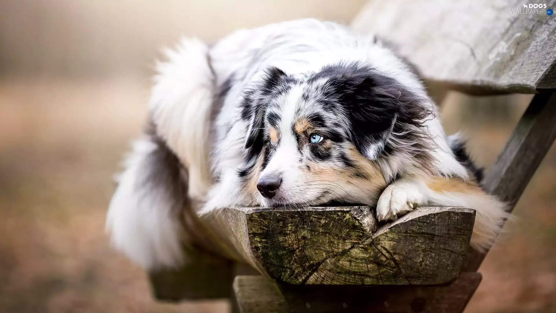 Bench, Australian Shepherd