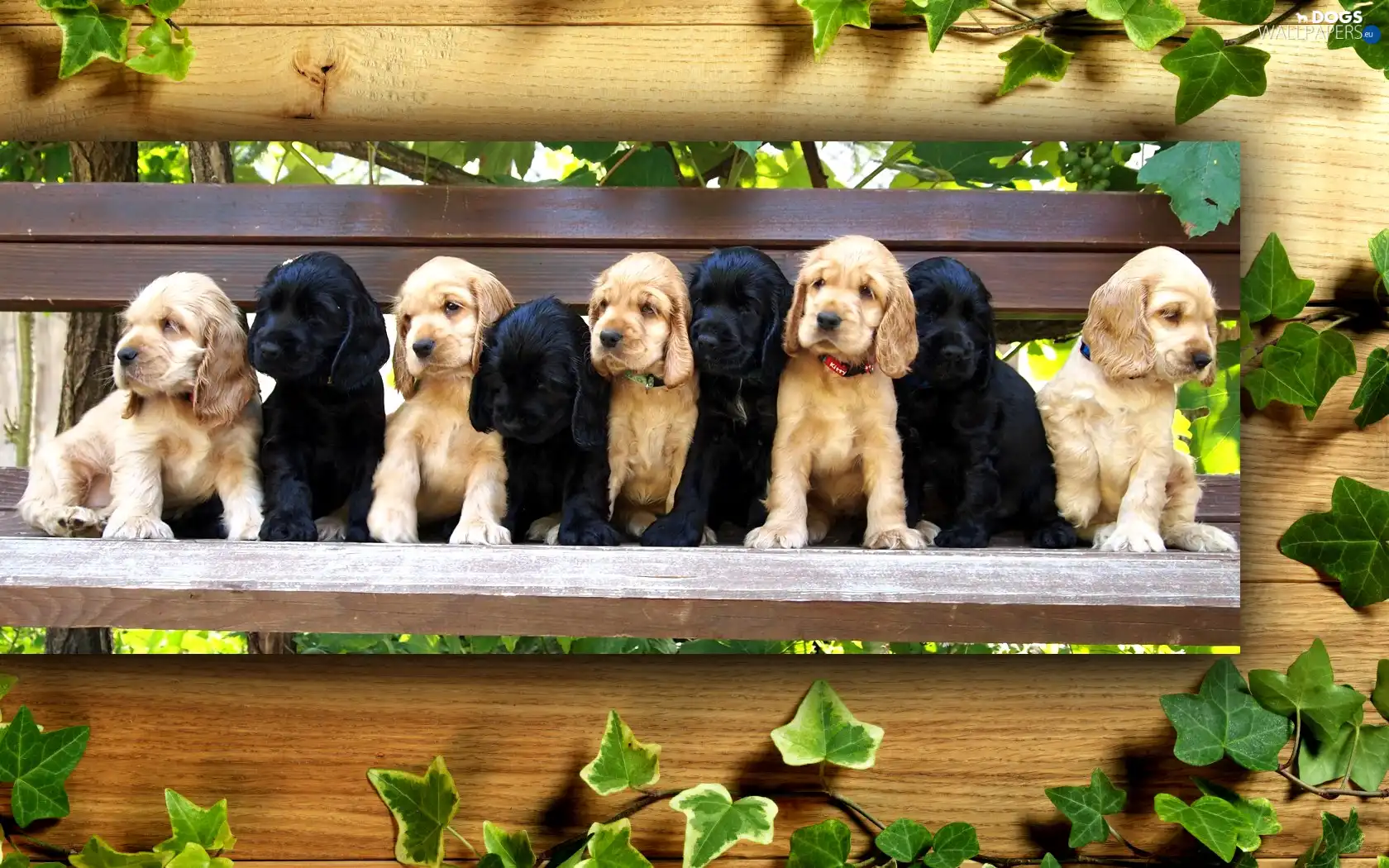 Spaniels, Bench, Puppies