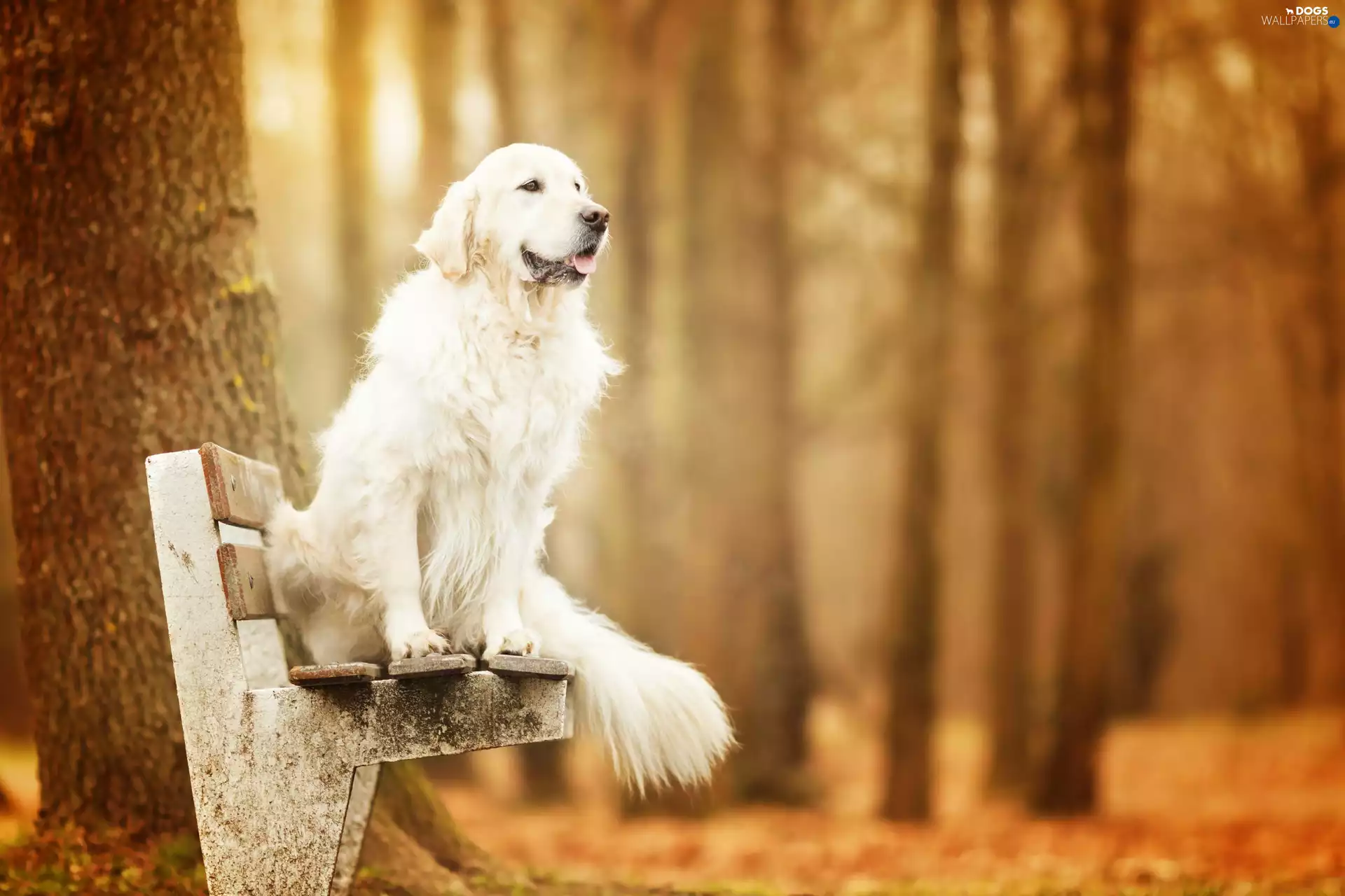 dog, Bench, trees, Golden Retriever