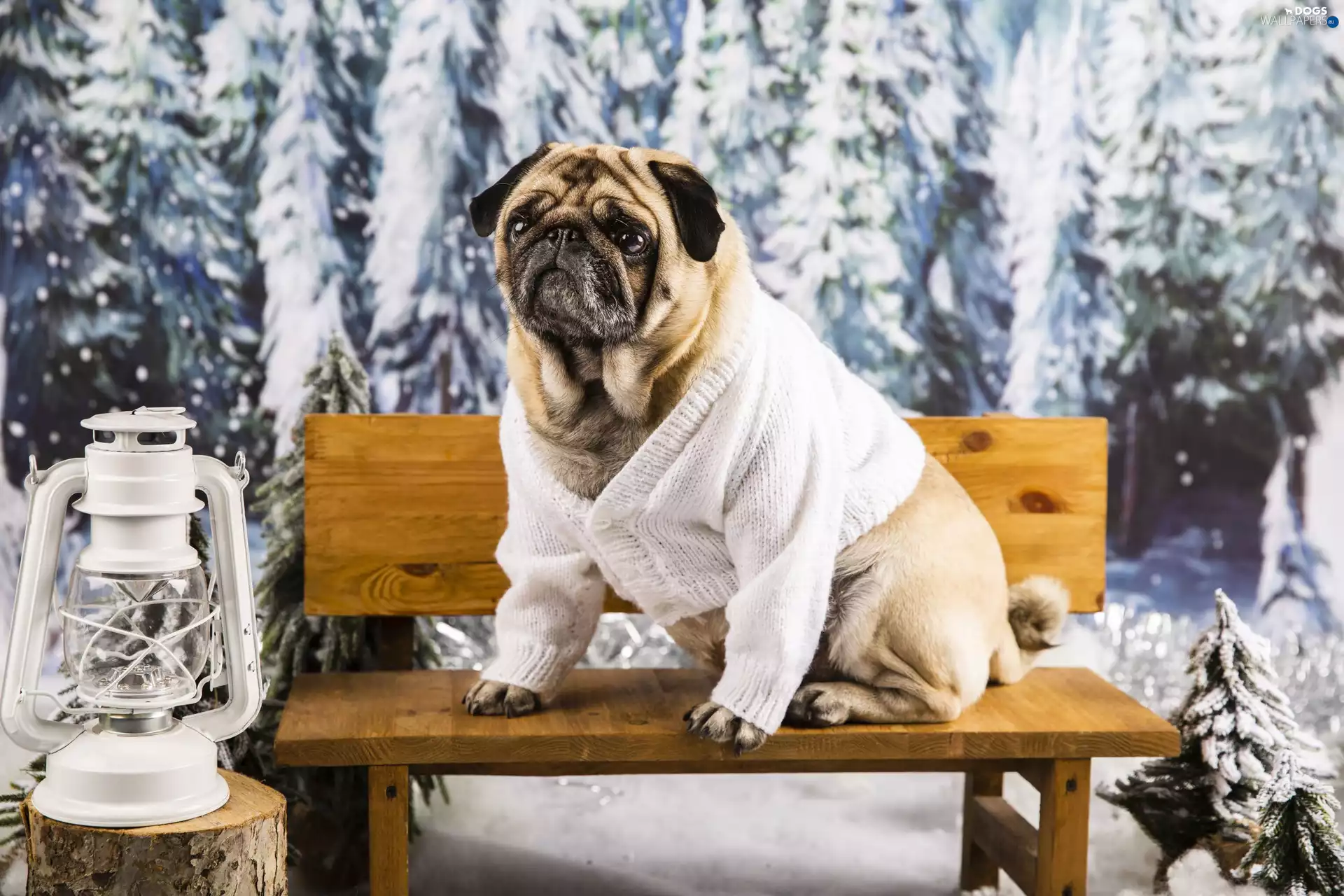 sweater, pug, viewes, Bench, dog, trees, Lamp