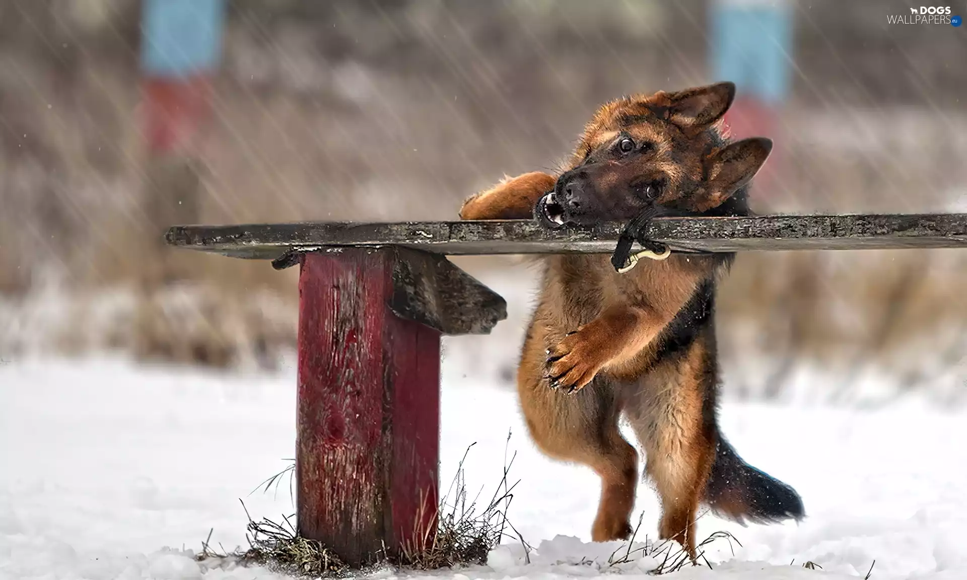 Bench, dog, winter