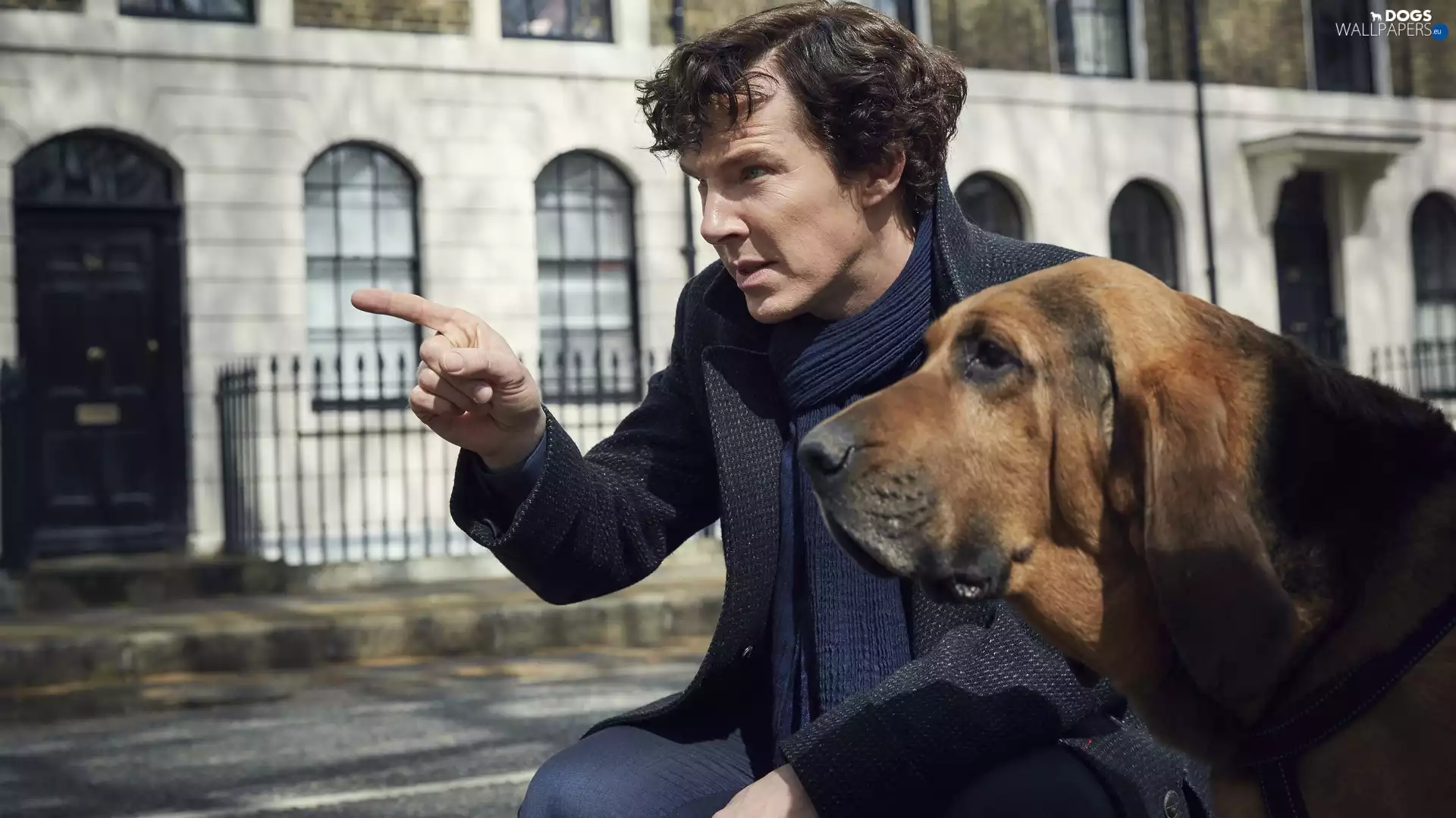 dog, Bloodhound, Sherlock, Benedict Cumberbatch, series