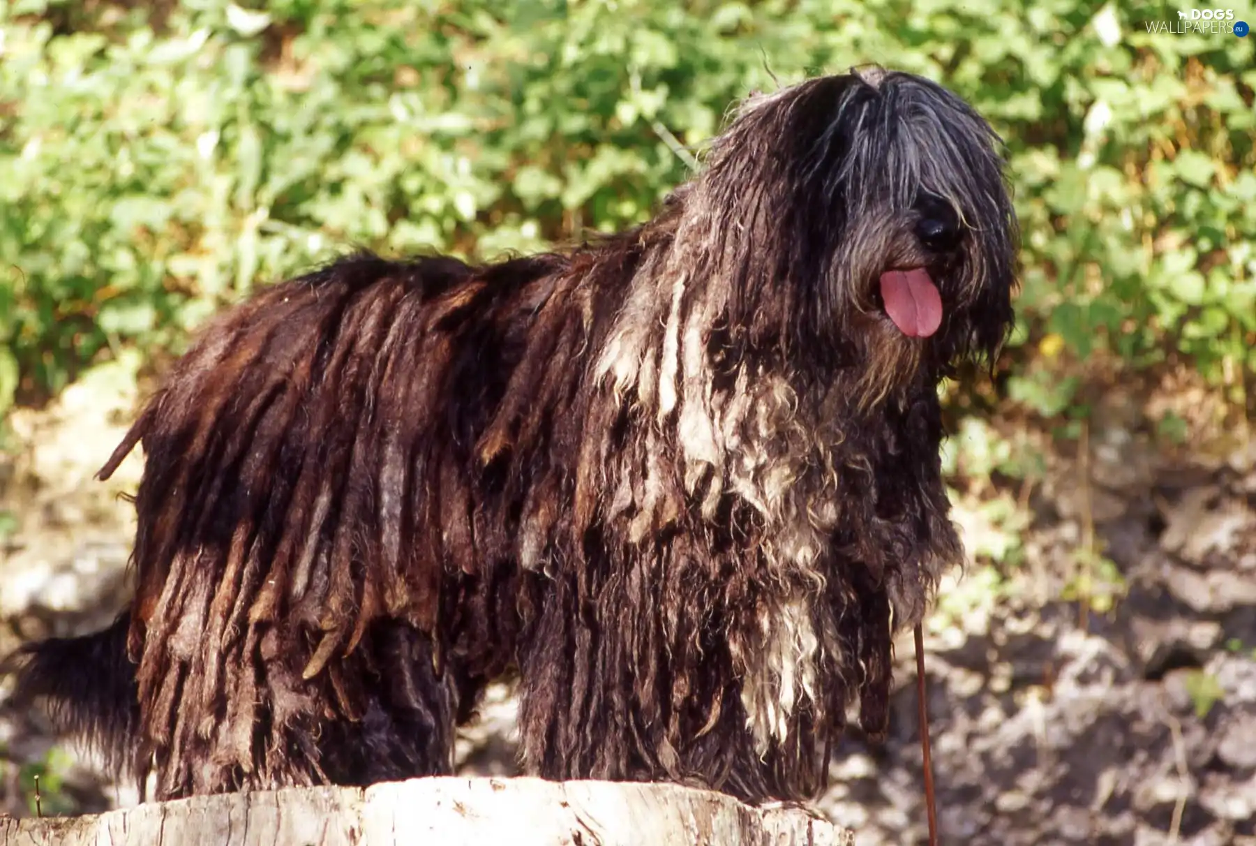 Bergamasco, Tounge