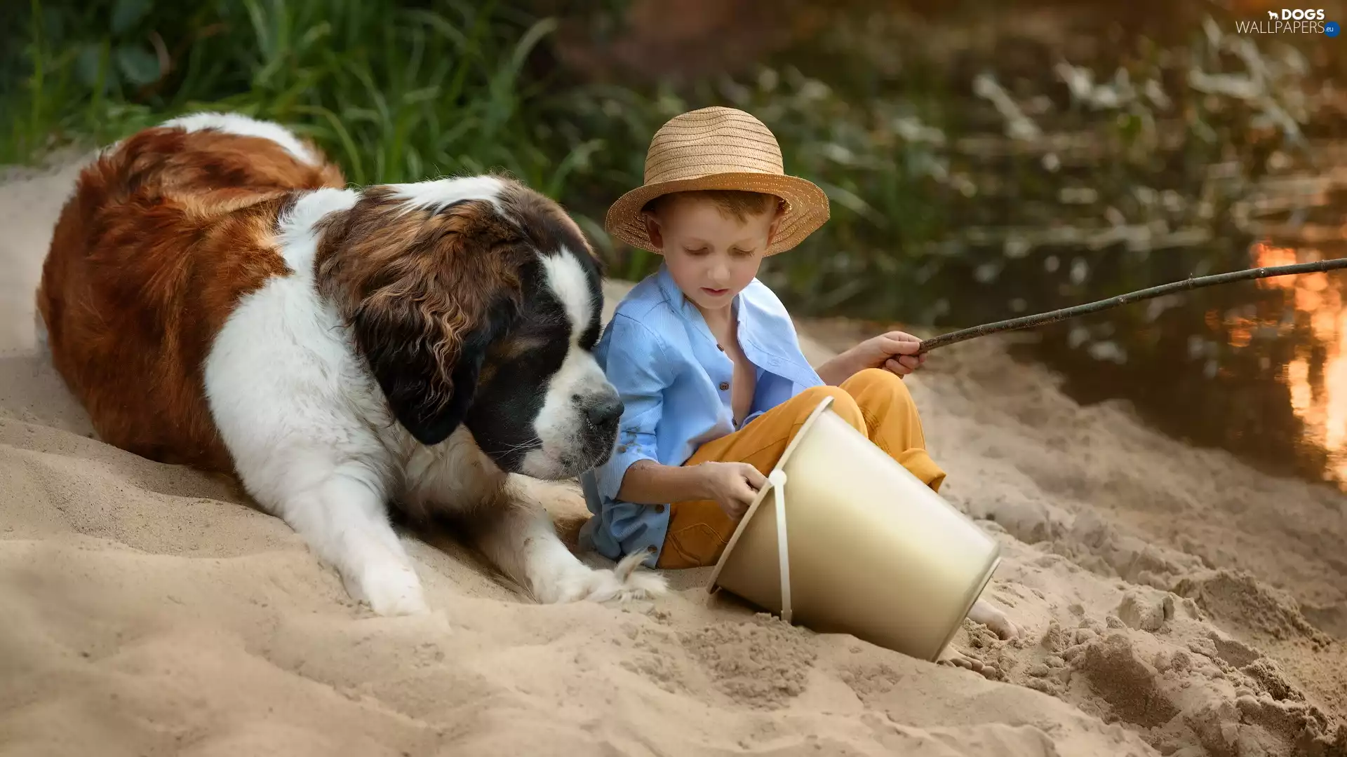dog, Bernard, boy, Hat, Kid