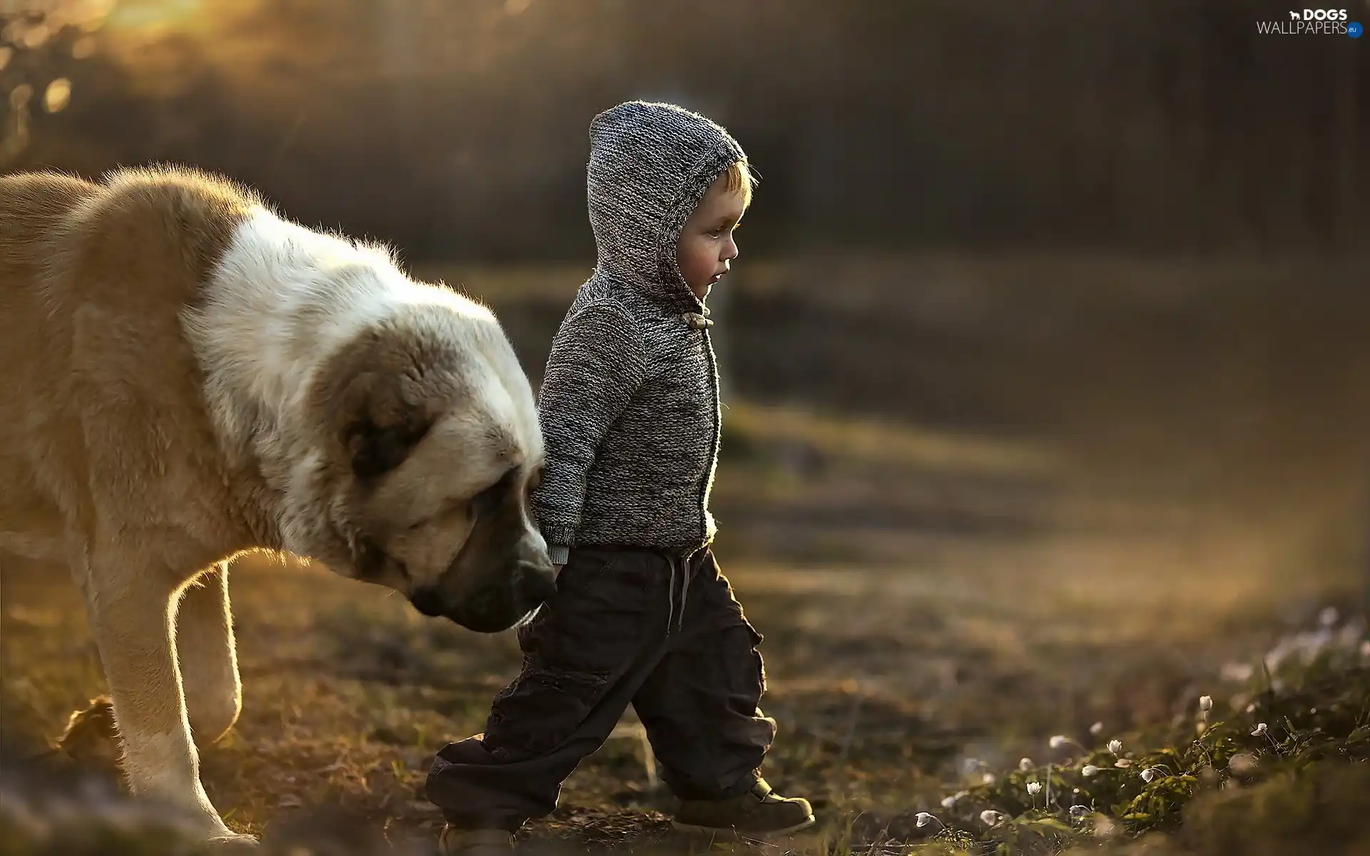 dog, Bullmastiff, Kid