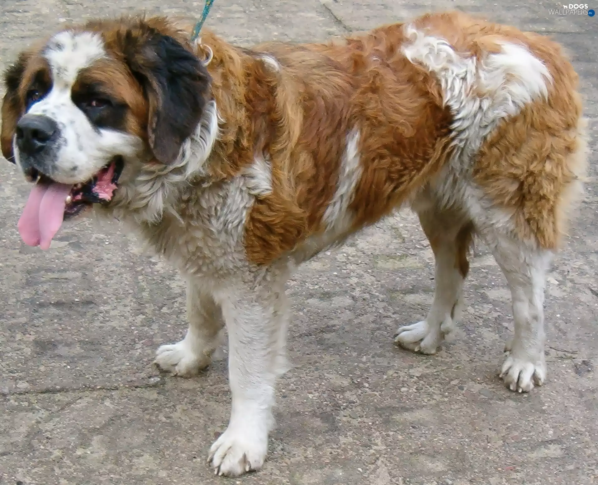 Bernard, high, mouth