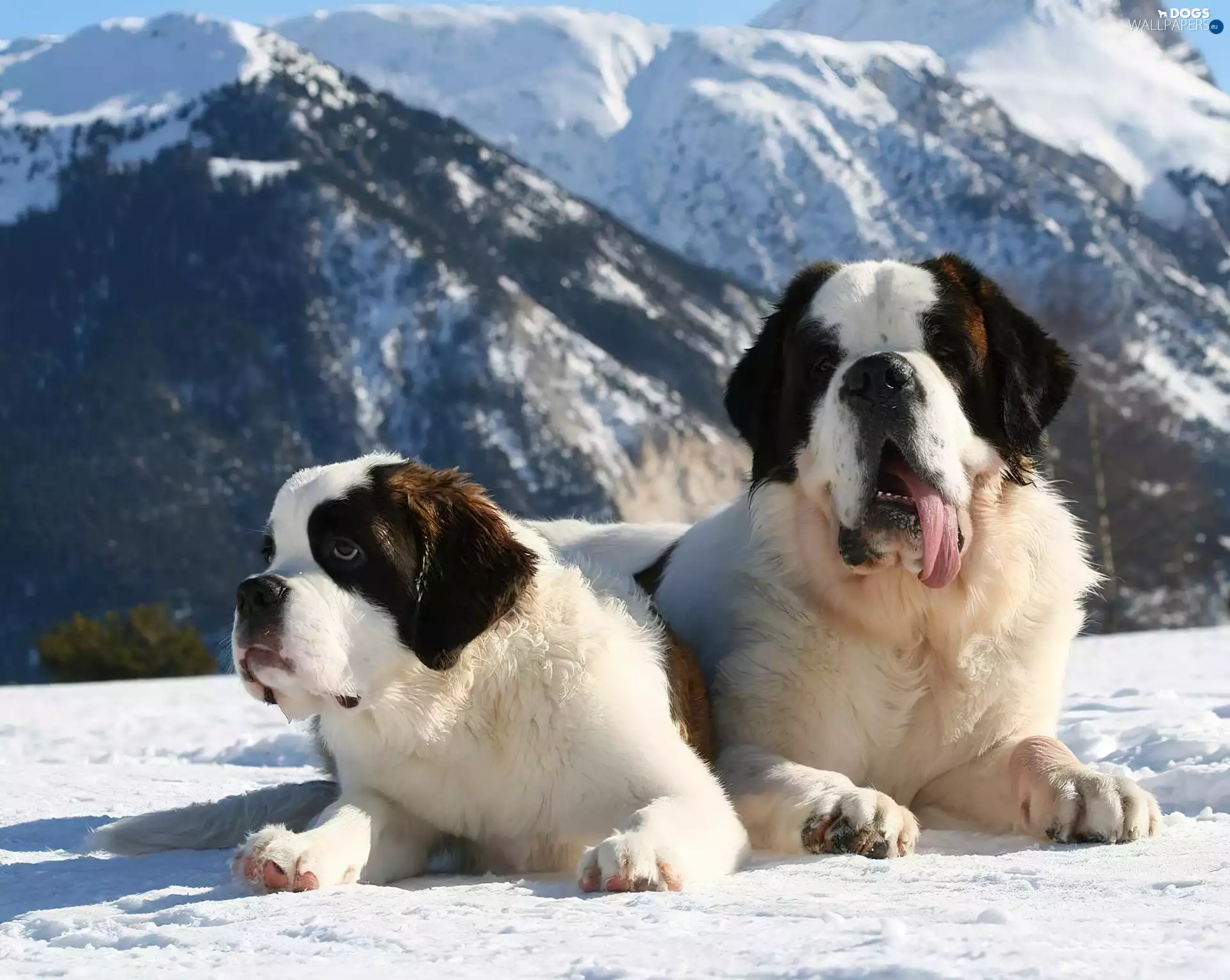 Mountains, winter, puppies, Bernards, Two cars