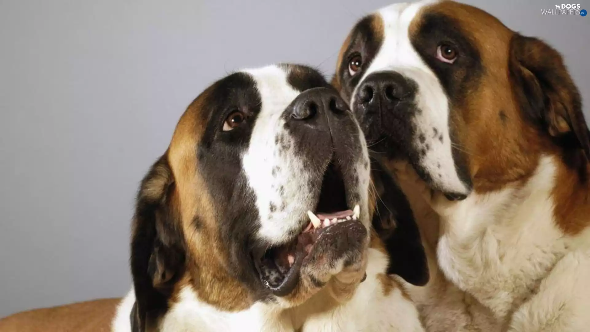 head, Two cars, Bernards