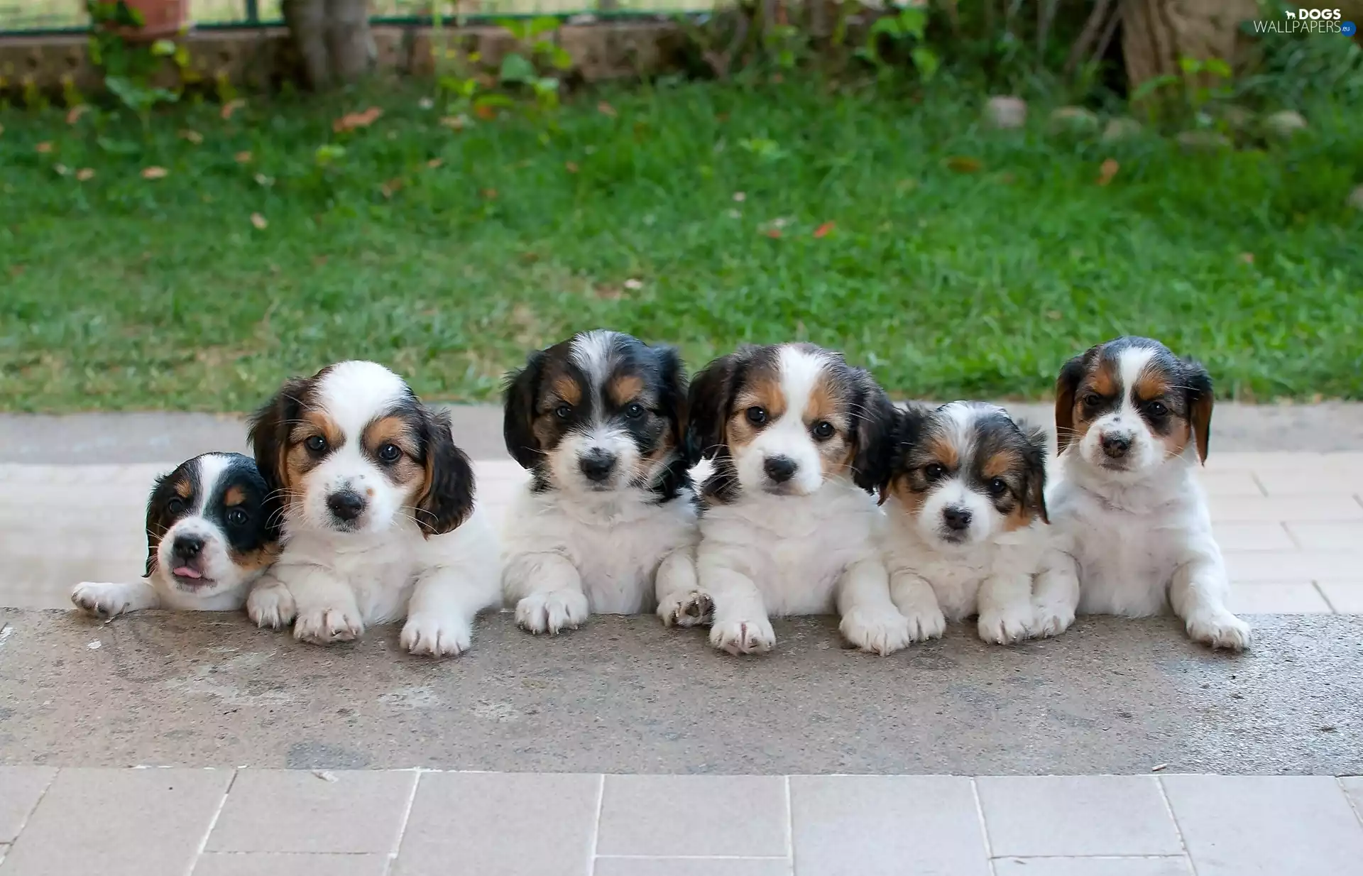 Bernards, Puppies