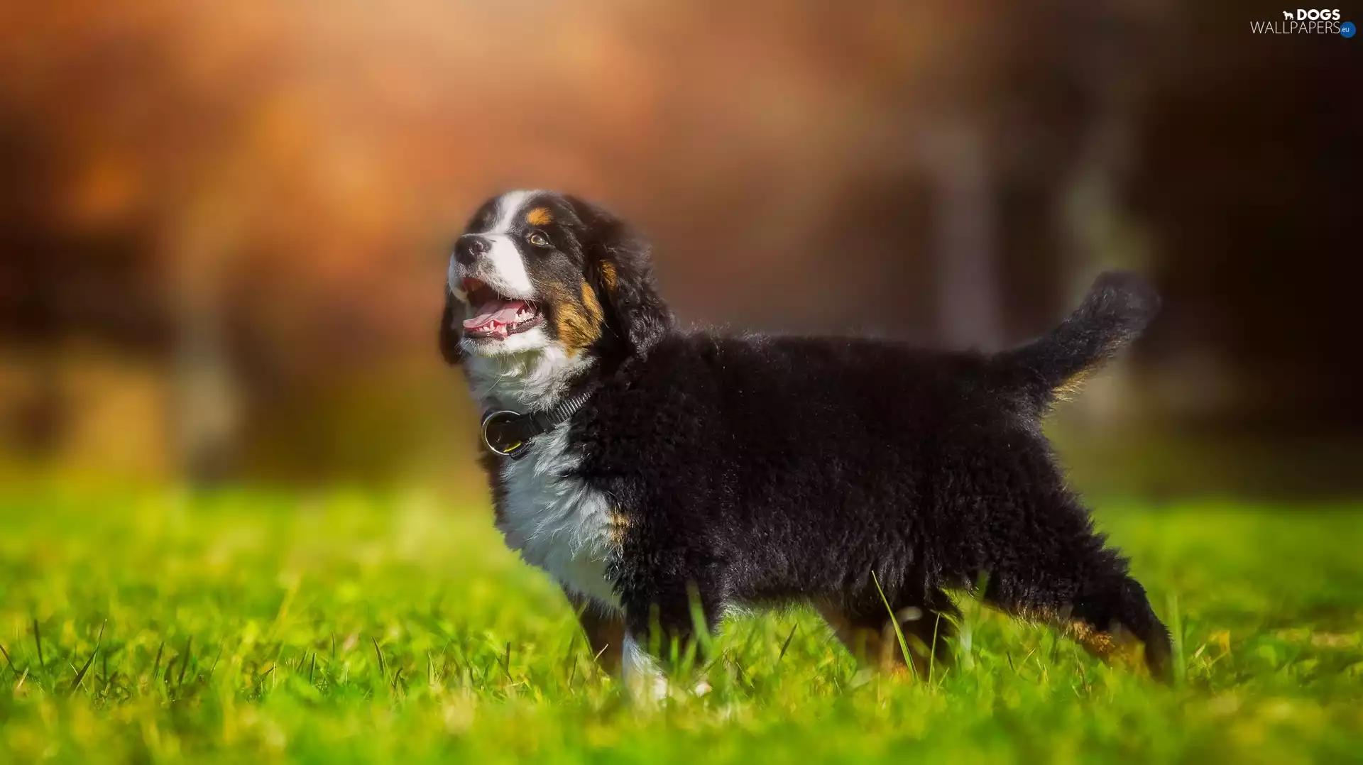 Puppy, Meadow, grass, Bernese Mountain Dog