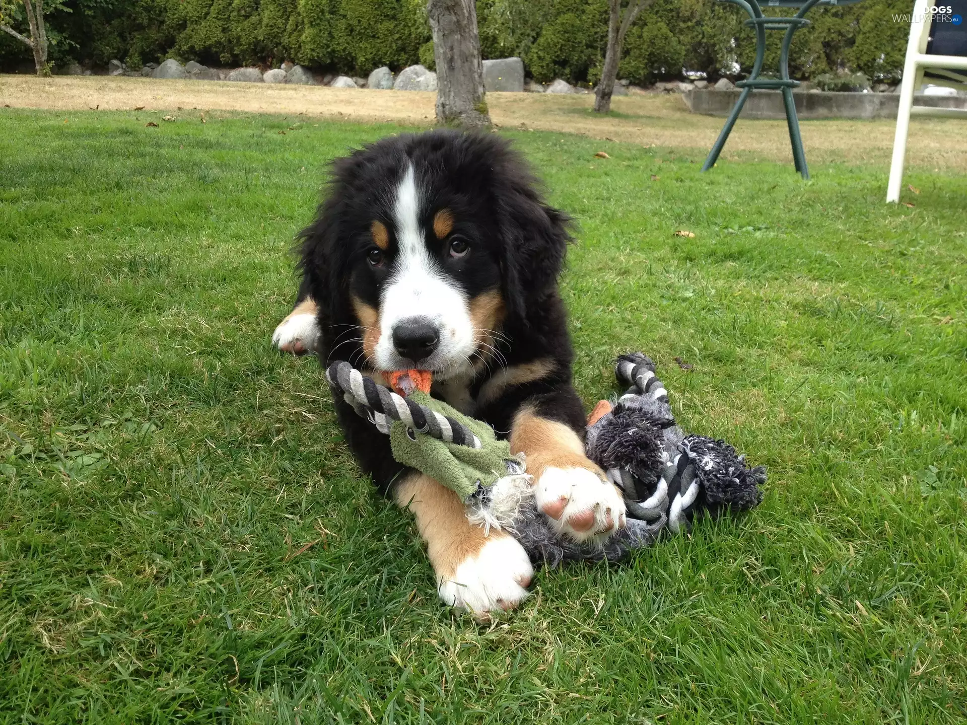 Bernese Mountain Dog