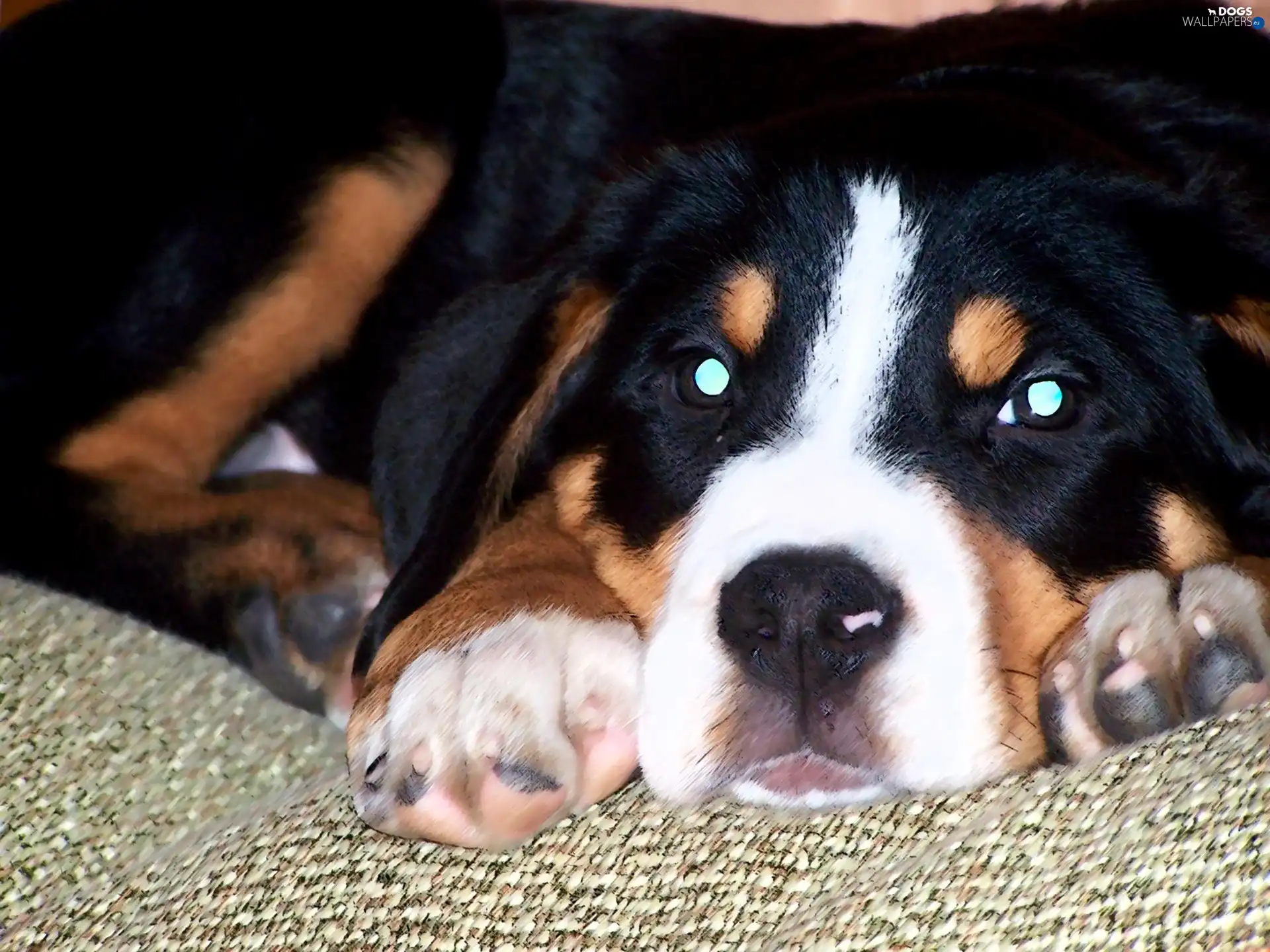 Bernese Mountain Dog, Eyes