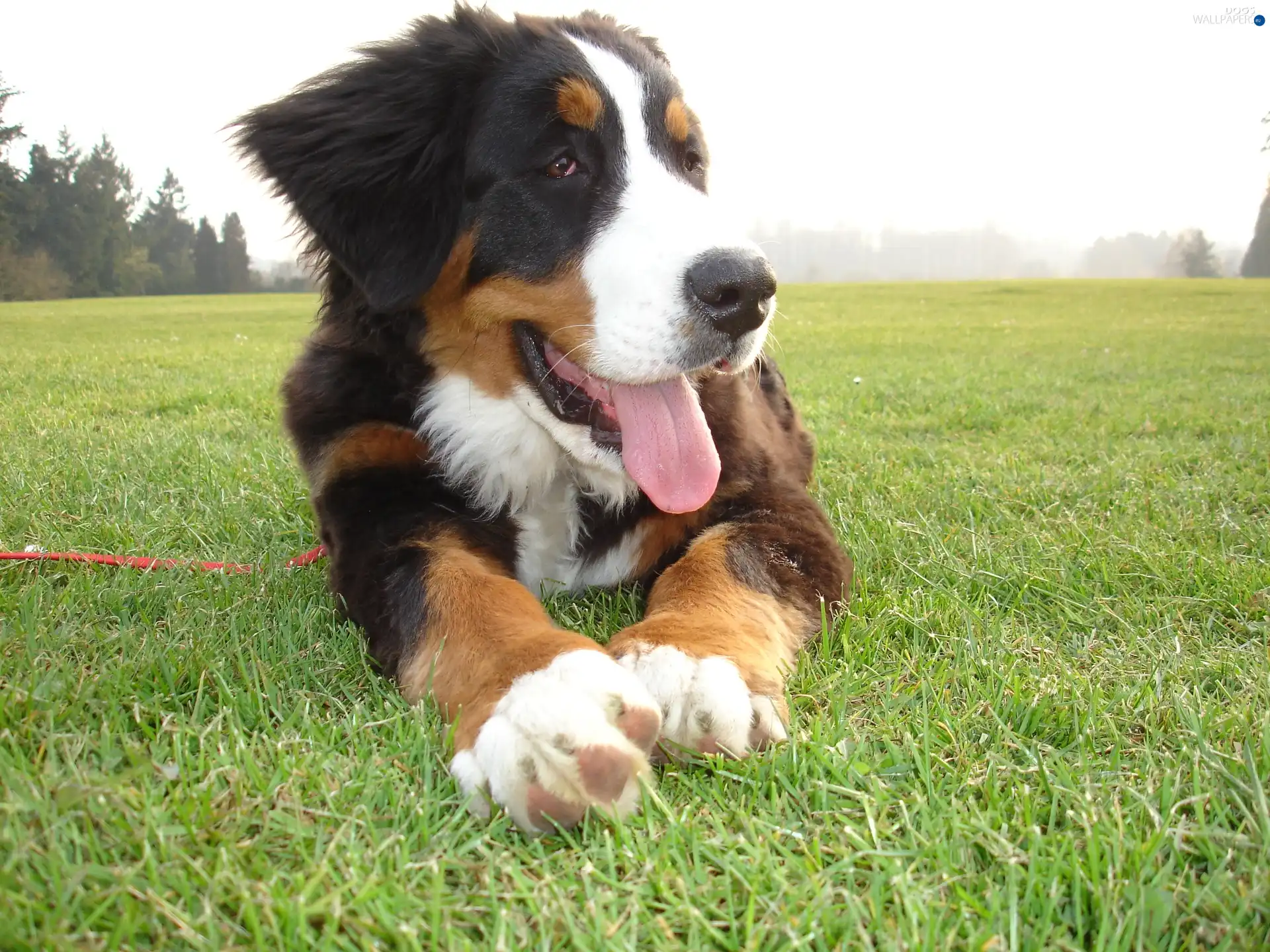 Bernese Mountain Dog, Tounge