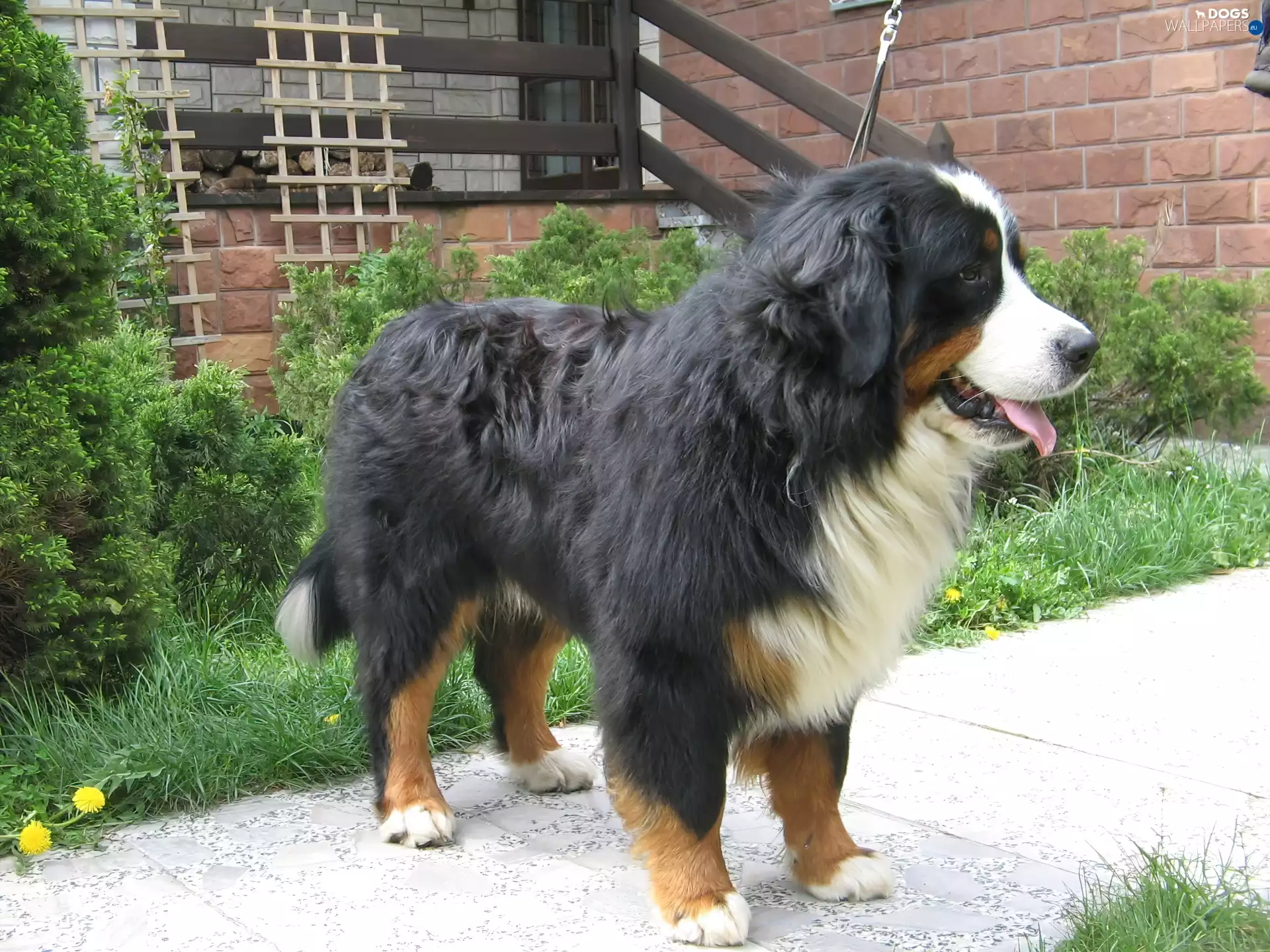Bernese Mountain Dog