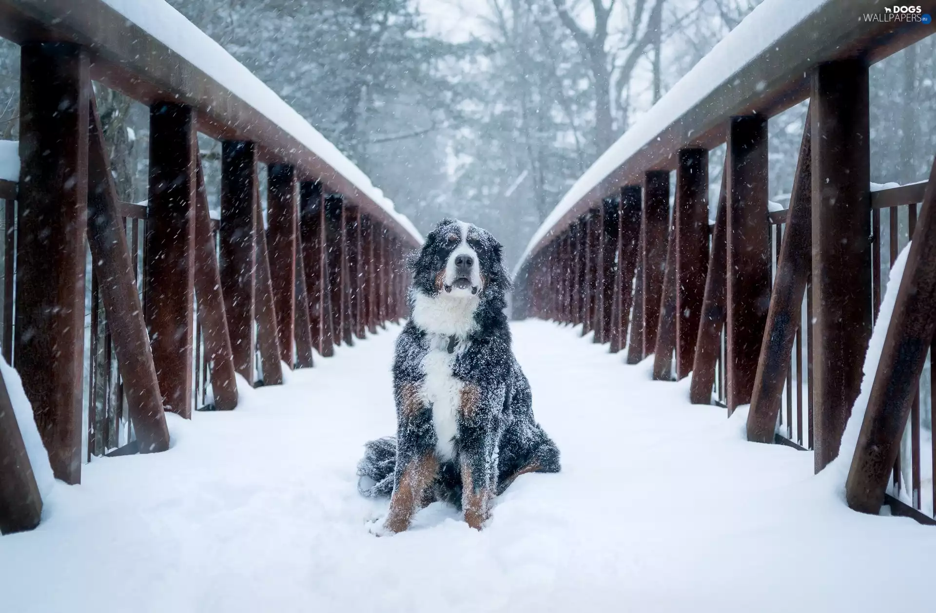 dog, bridge, snow, Bernese Mountain Dog