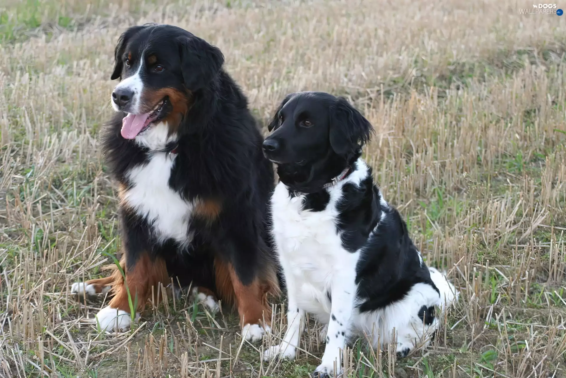 Stabyhoun, Bernese Mountain Dog, Stabyhoun