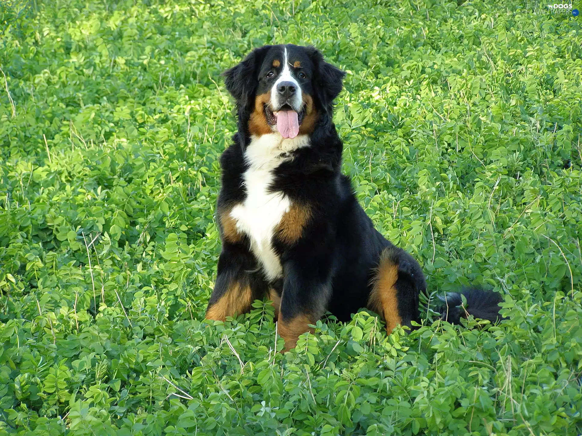 grass, Bernese Mountain Dog, Tounge