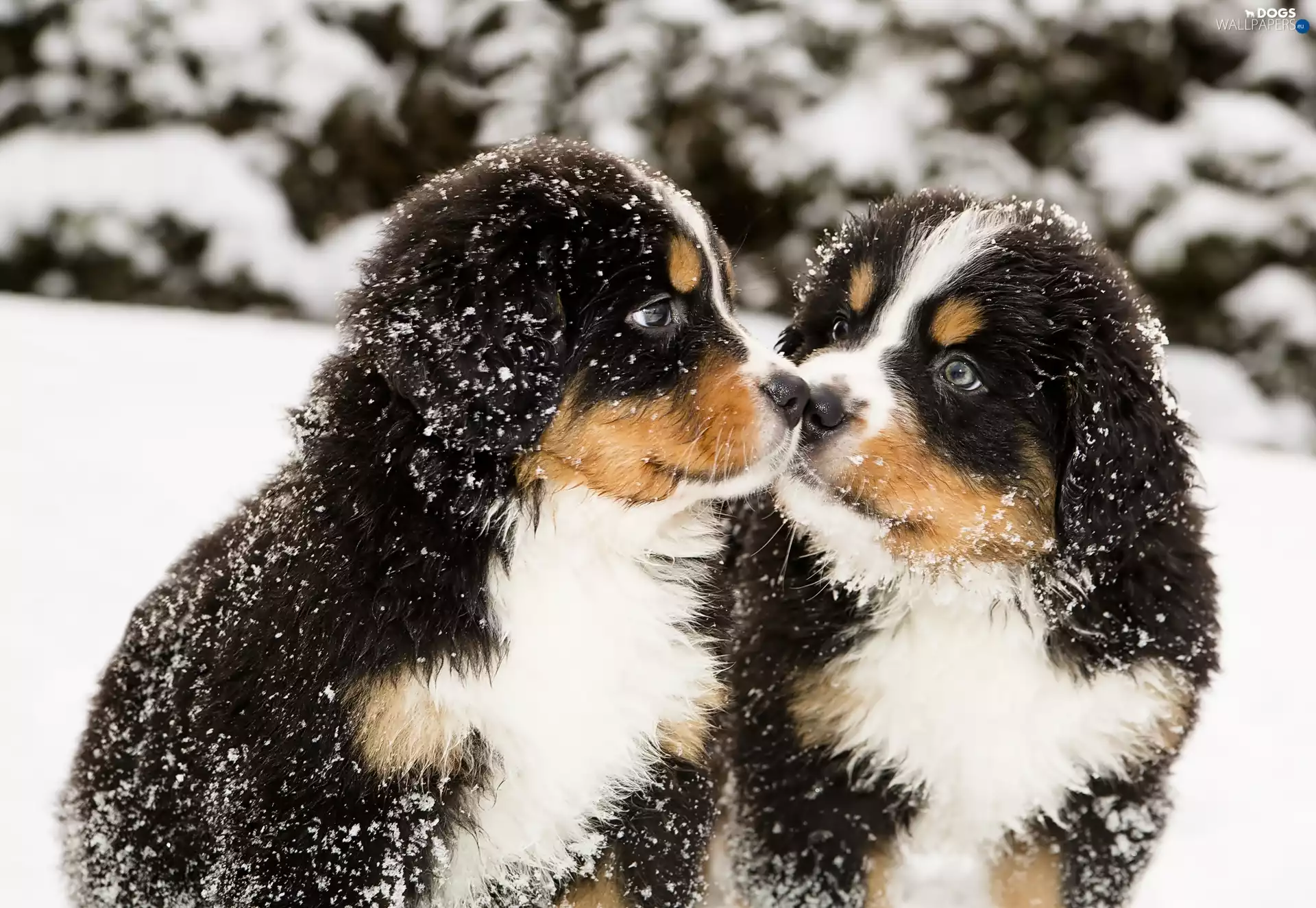 Bernese Cattle Dogs, Two cars, snow, winter, puppies, Dogs