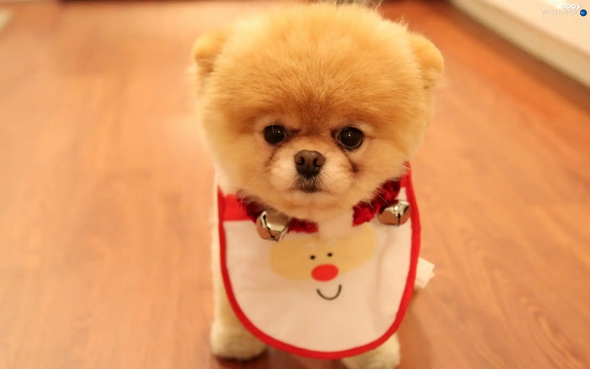 bib, Pomeranian, honeyed, doggy