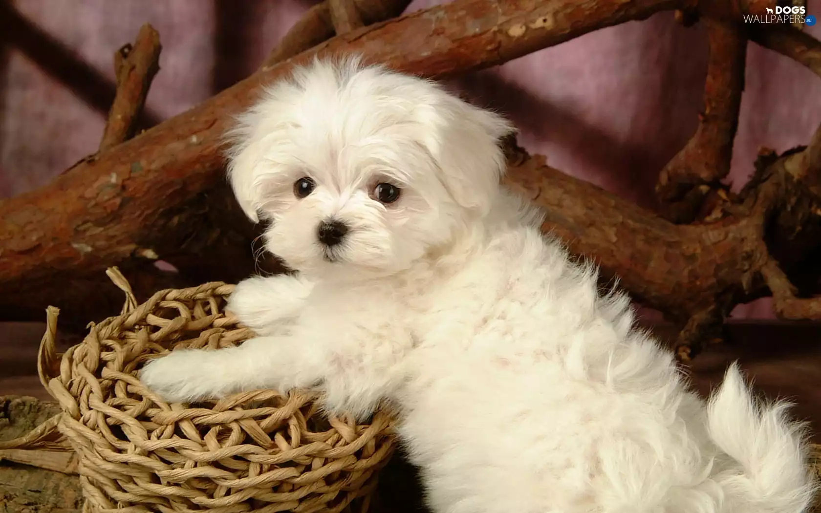 Bichon frise, basket