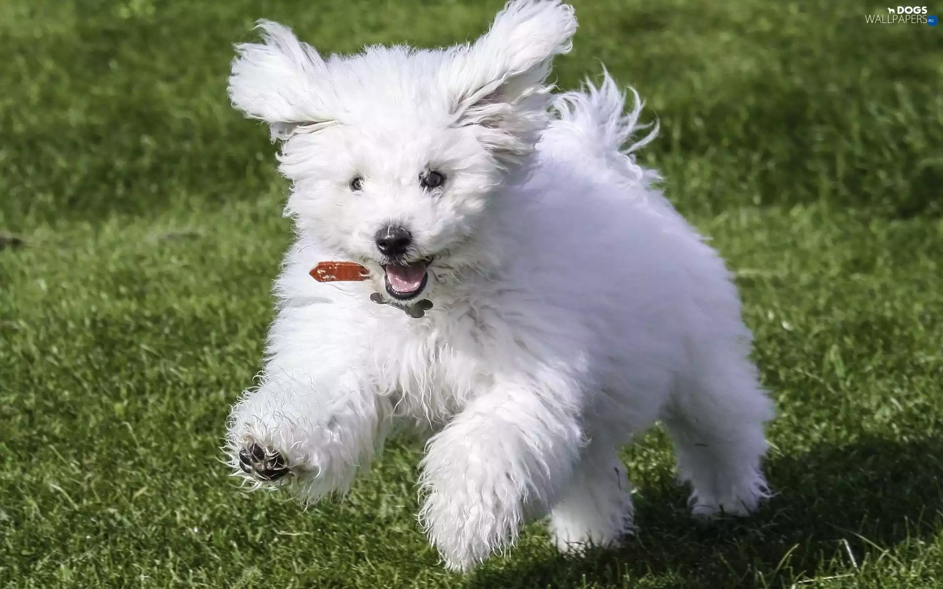 dog, Frise, White, Bichon